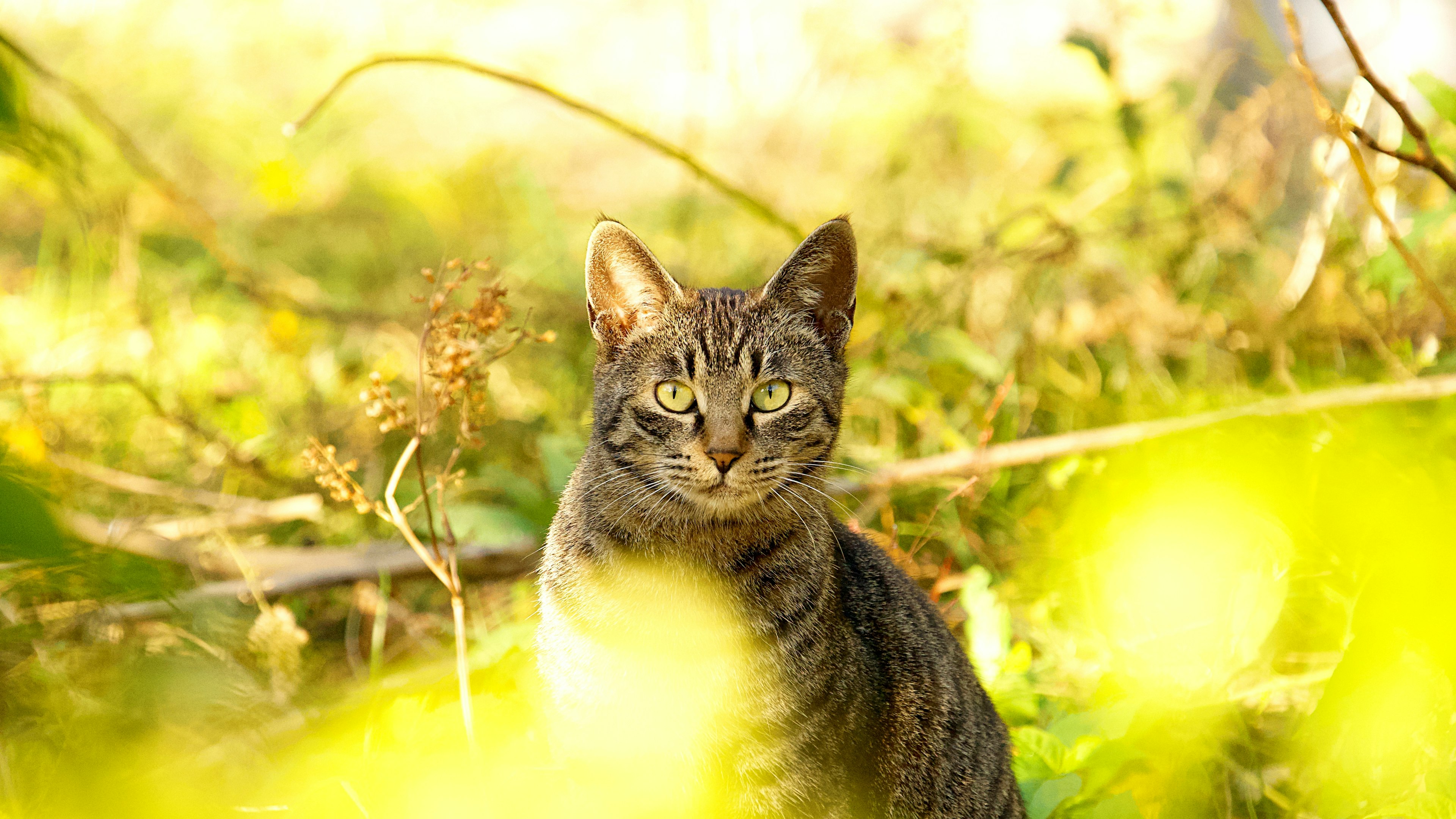 Eine streunende Katze, die vor einem hellen Hintergrund von Laub sitzt