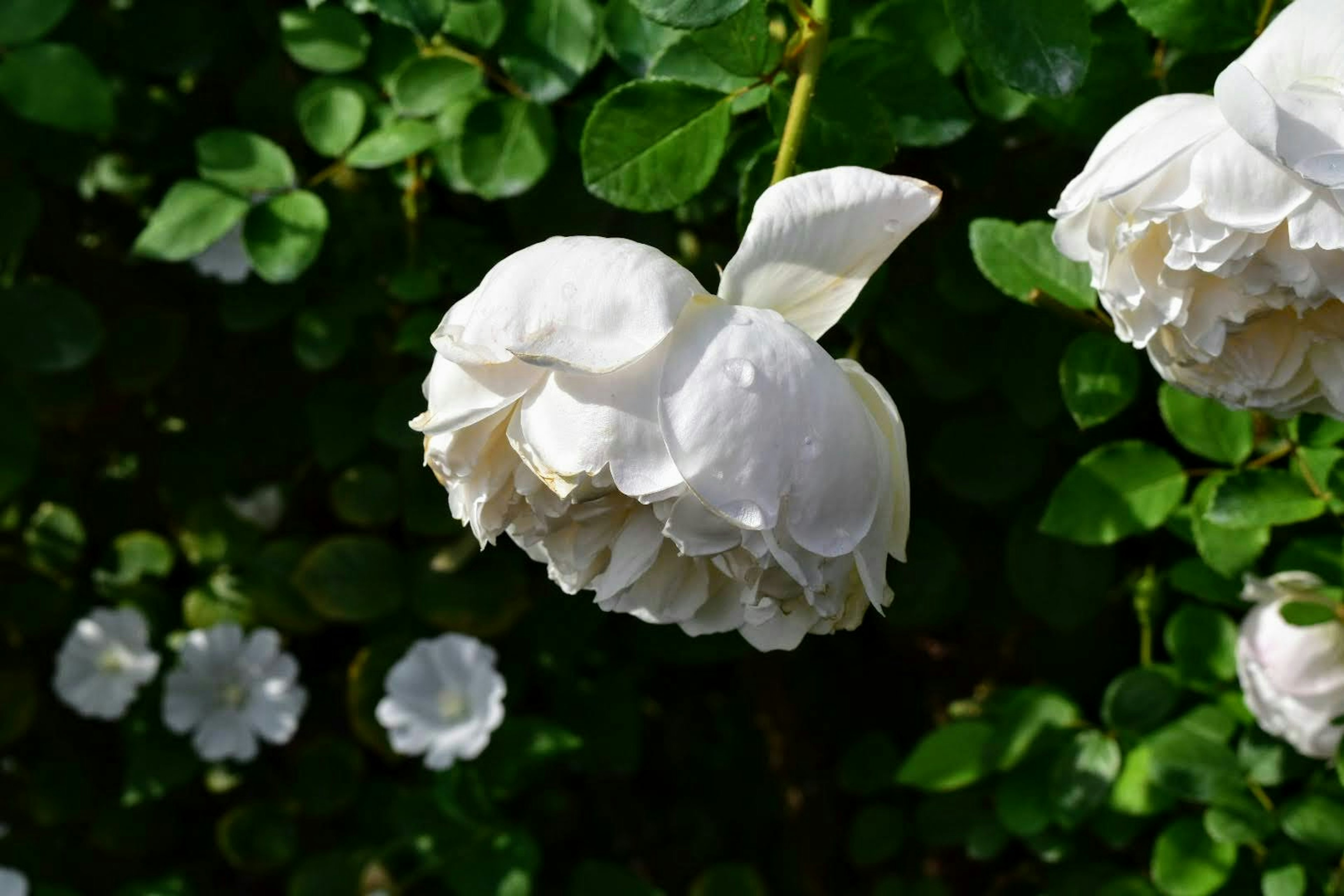 Eine schöne Szene einer weißen Rose umgeben von grünen Blättern