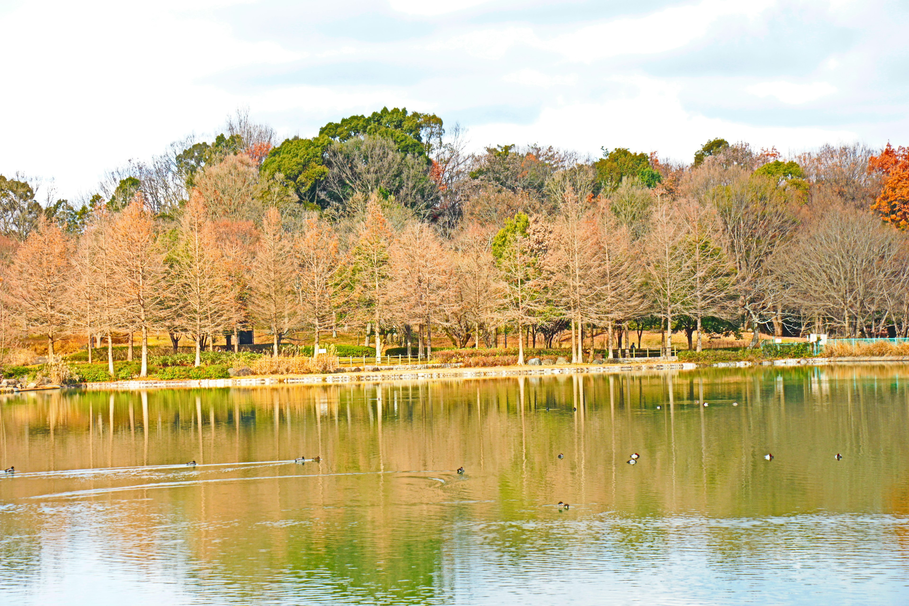 Scenic view of trees along a lake with calm water reflections