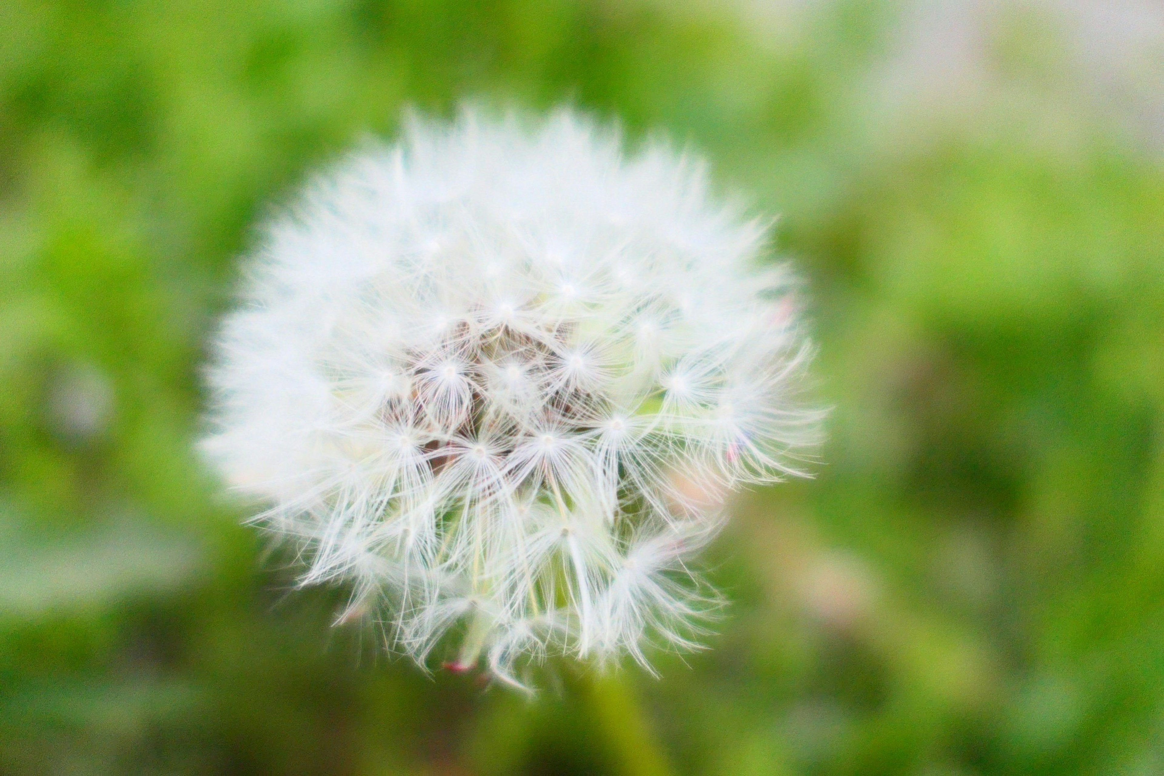 A white dandelion puffball against a green background