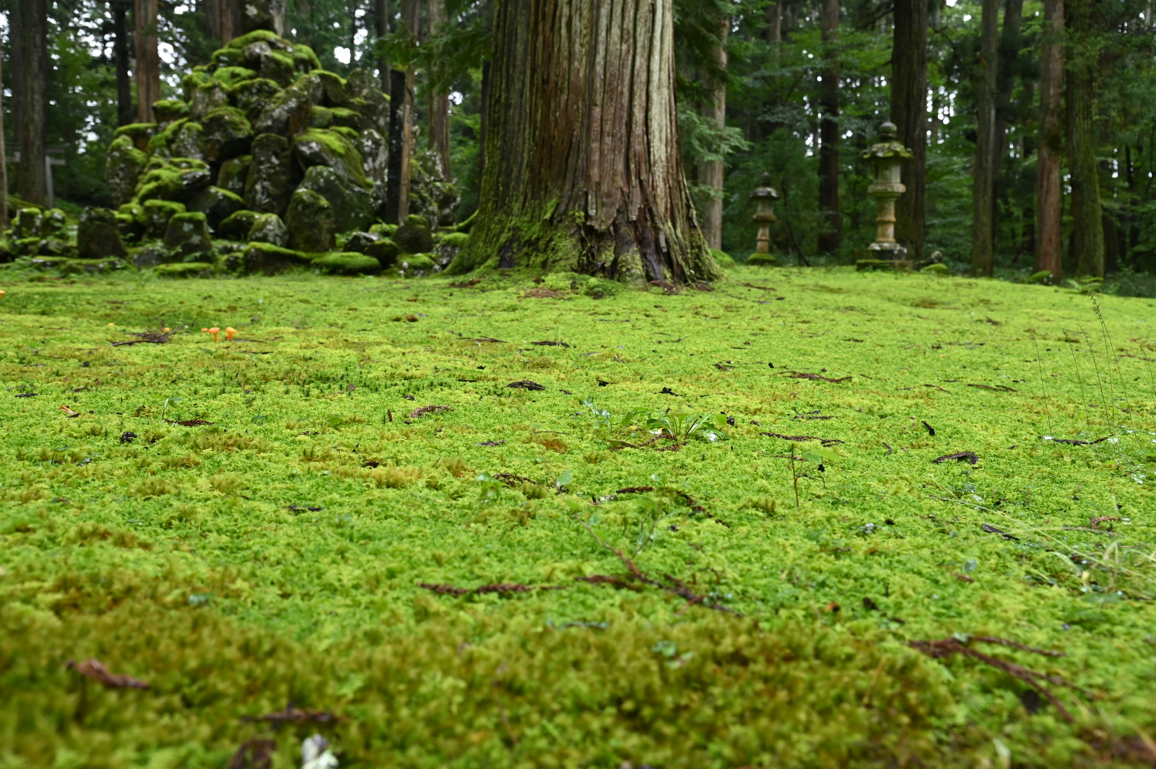 Lush green moss covering the ground with a large tree trunk in a serene forest setting