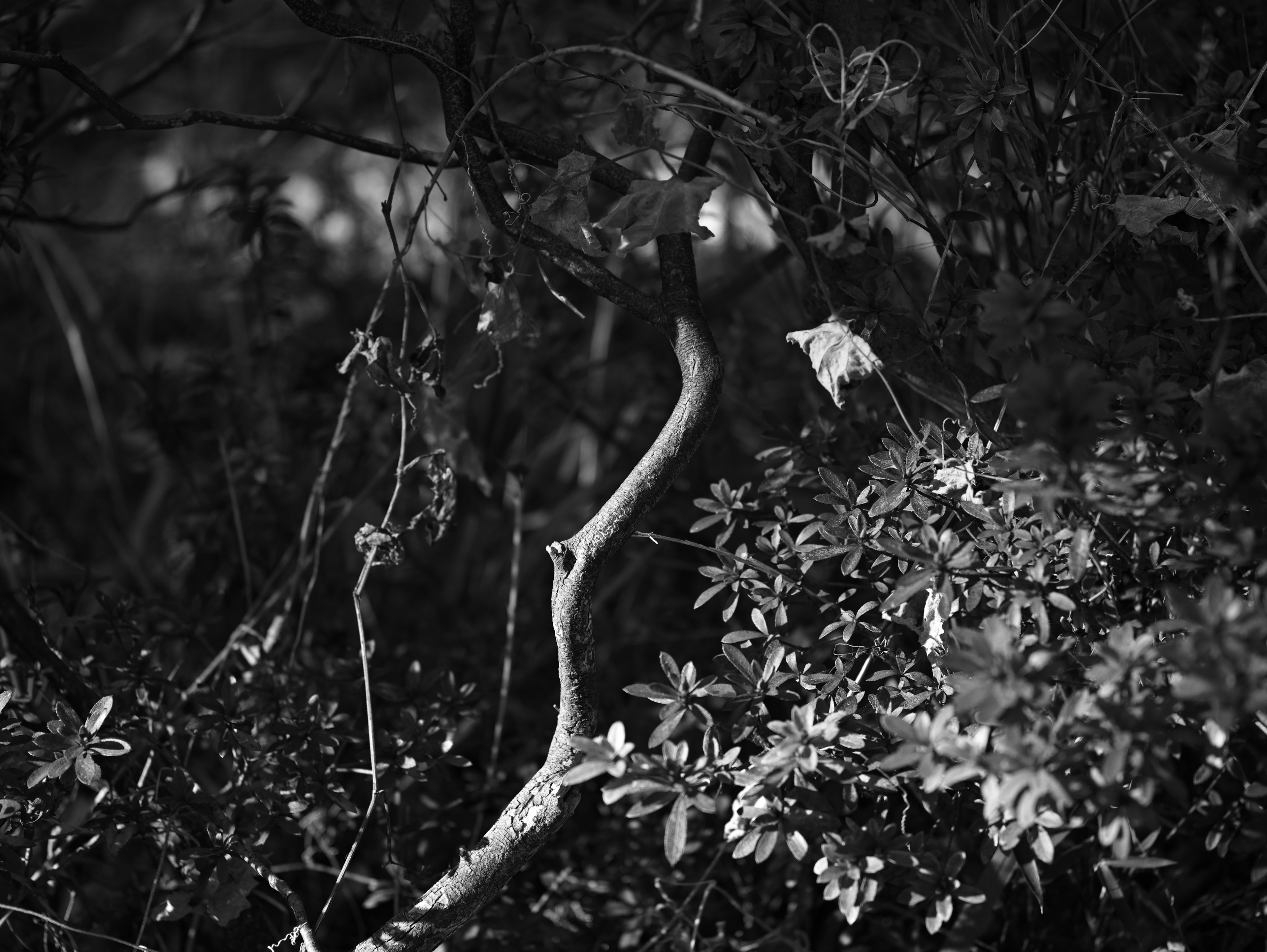 Escena natural en blanco y negro con ramas entrelazadas y follaje verde