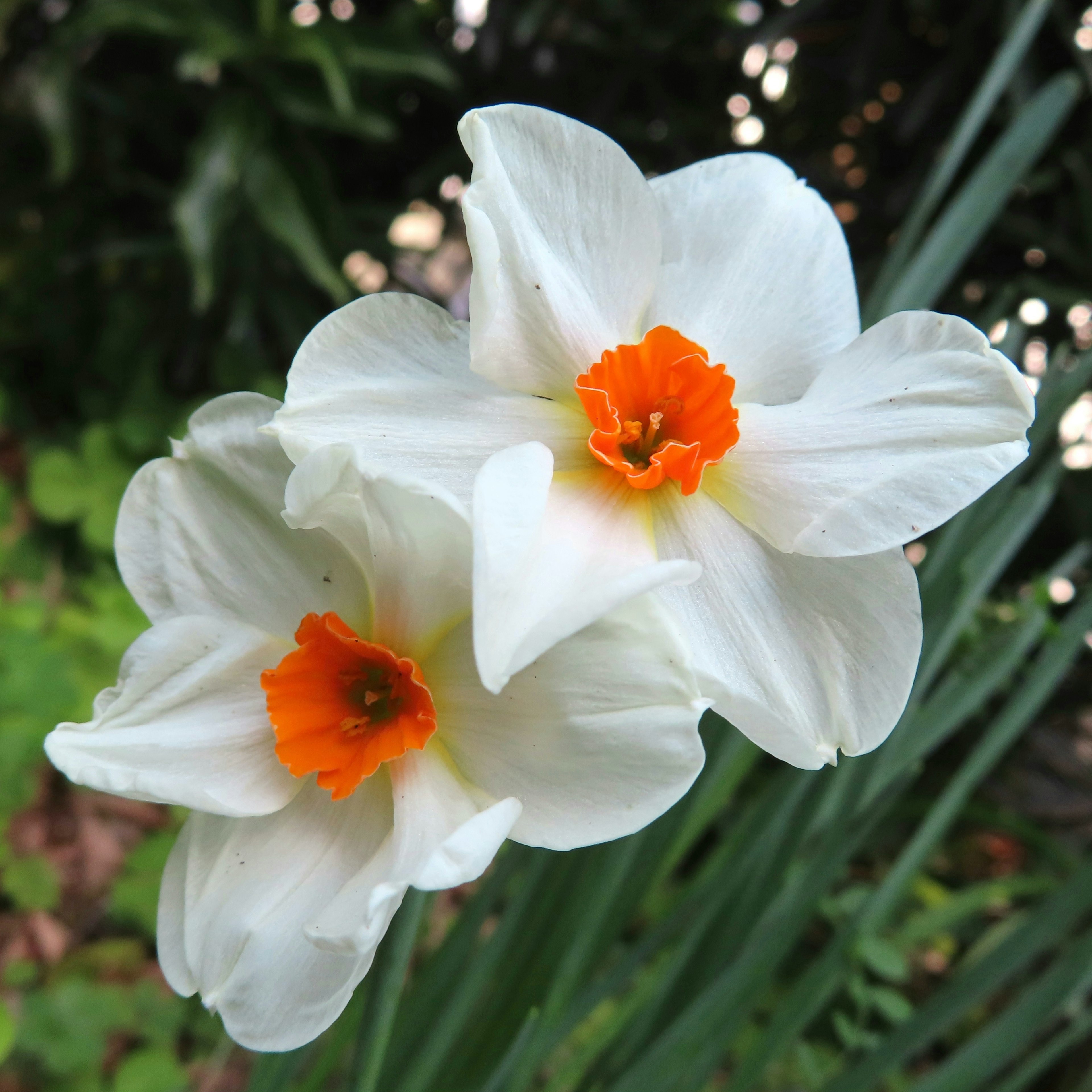 白い花びらにオレンジ色の中心を持つ二つの水仙の花