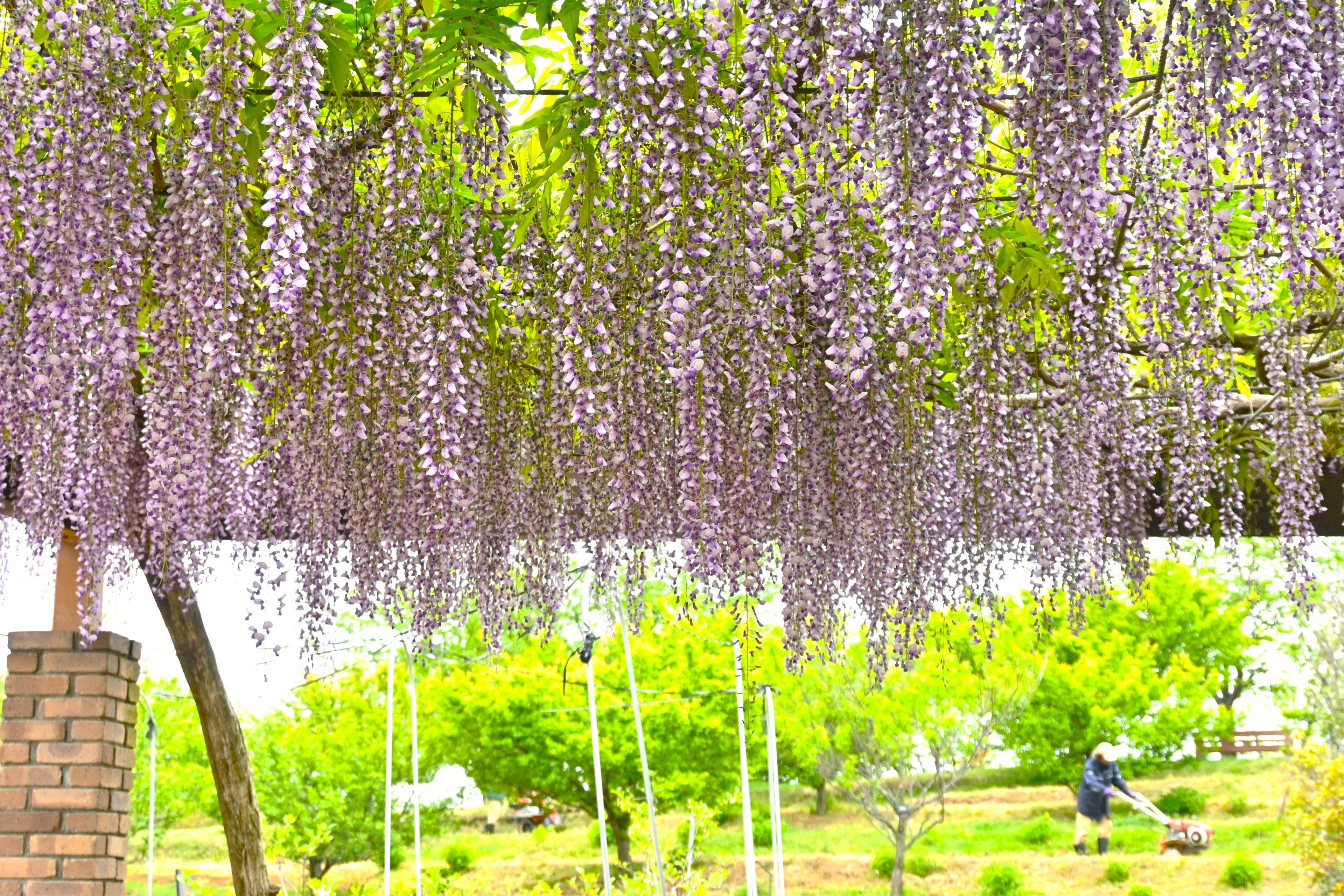 Pemandangan bunga wisteria ungu yang menggantung dengan pohon hijau dan seseorang yang bekerja di latar belakang