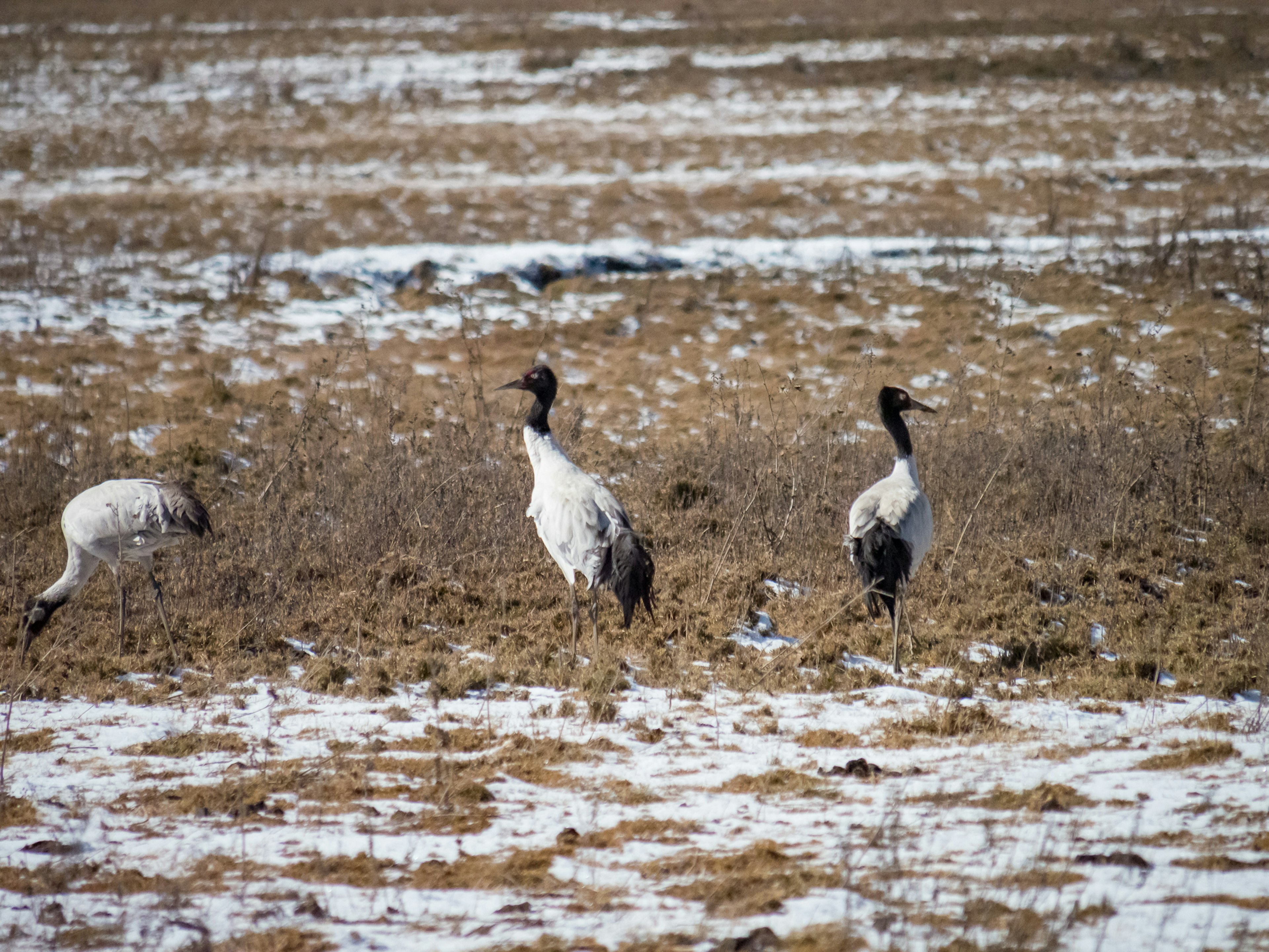 Un gruppo di gru in piedi in un campo innevato