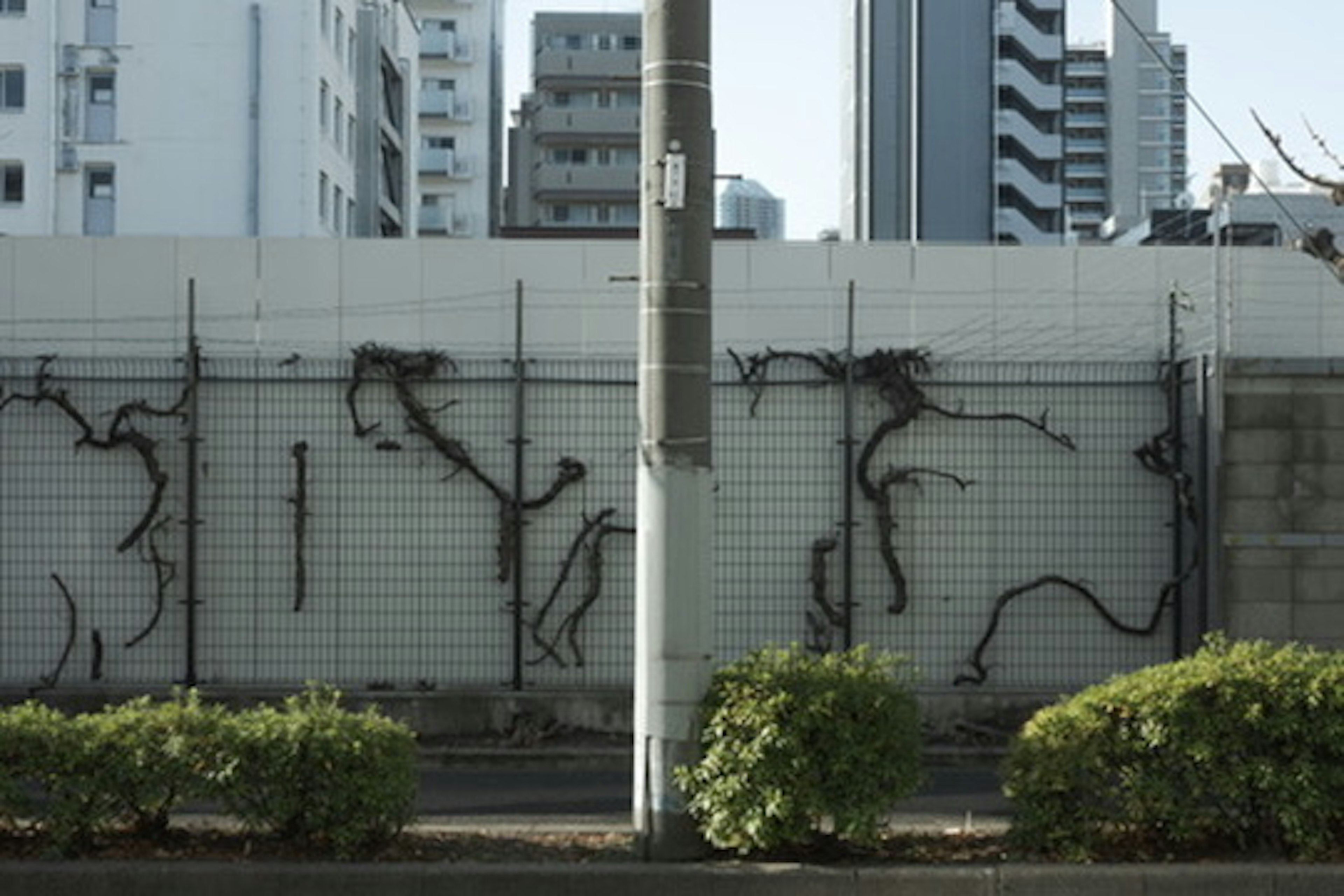 도시 풍경에 벽에 얽힌 검은 덩굴이 있음