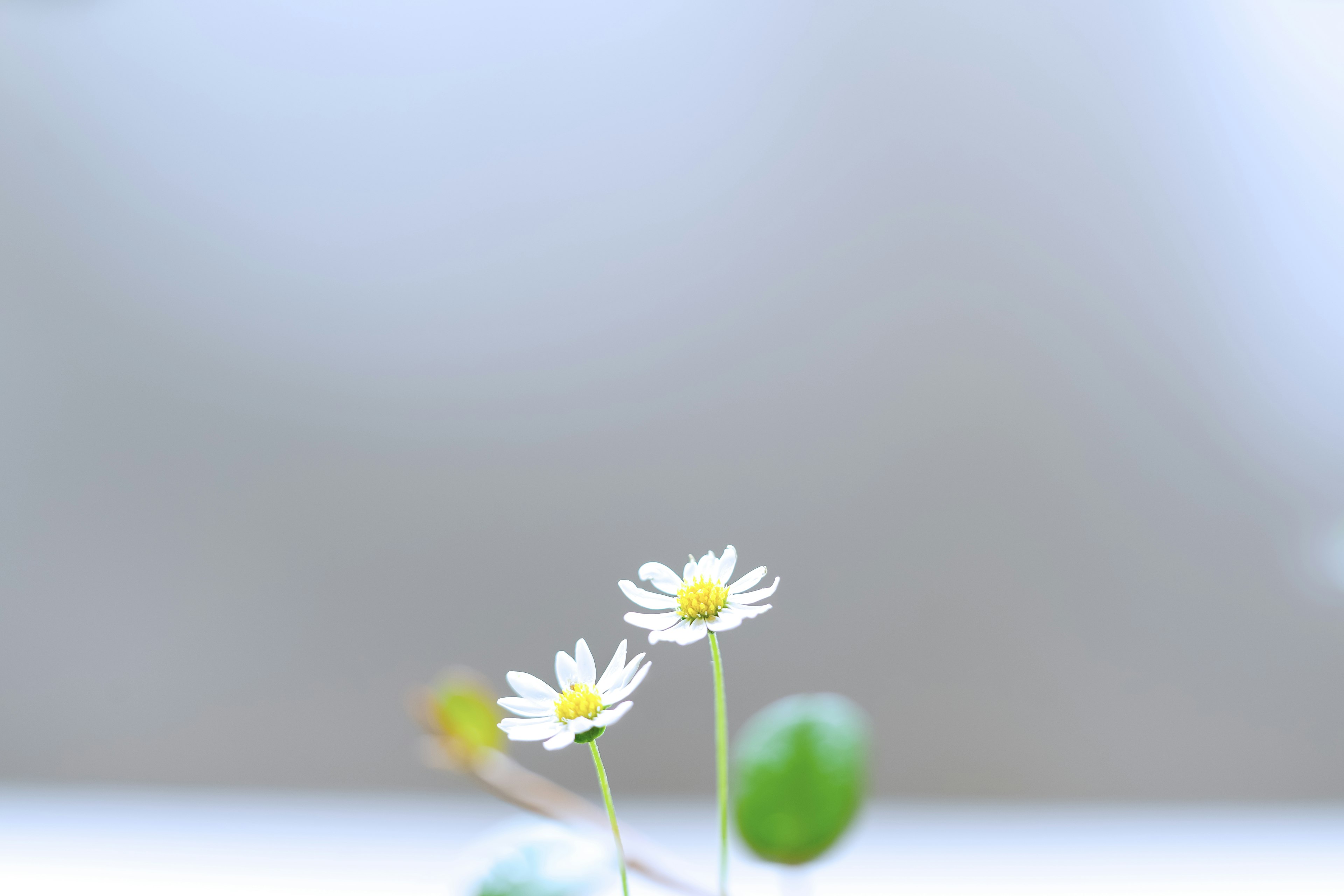 Imagen de flores blancas delicadas con un fondo borroso suave