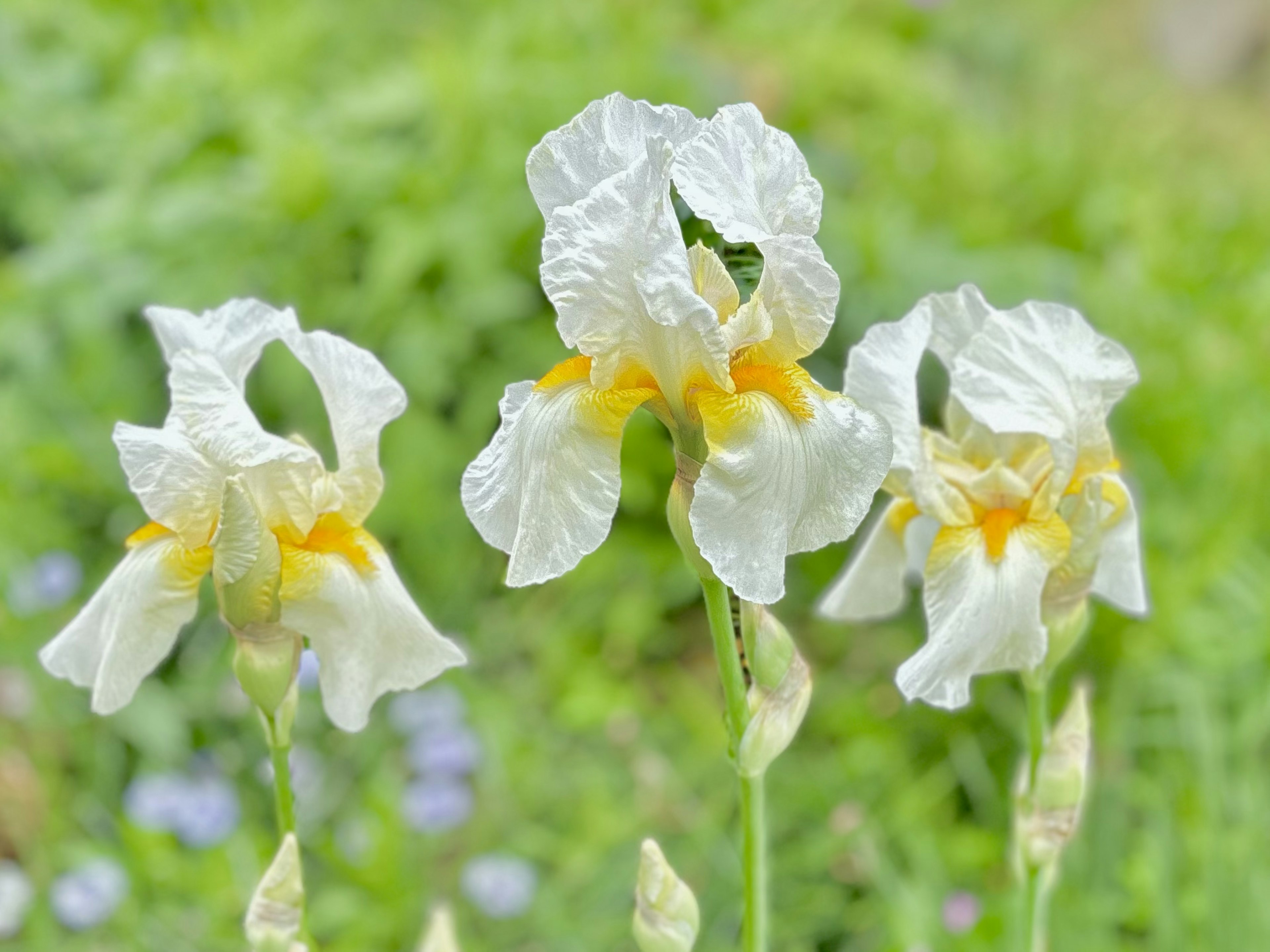 白いアヤメの花が三つ咲いている背景には緑の葉が広がる