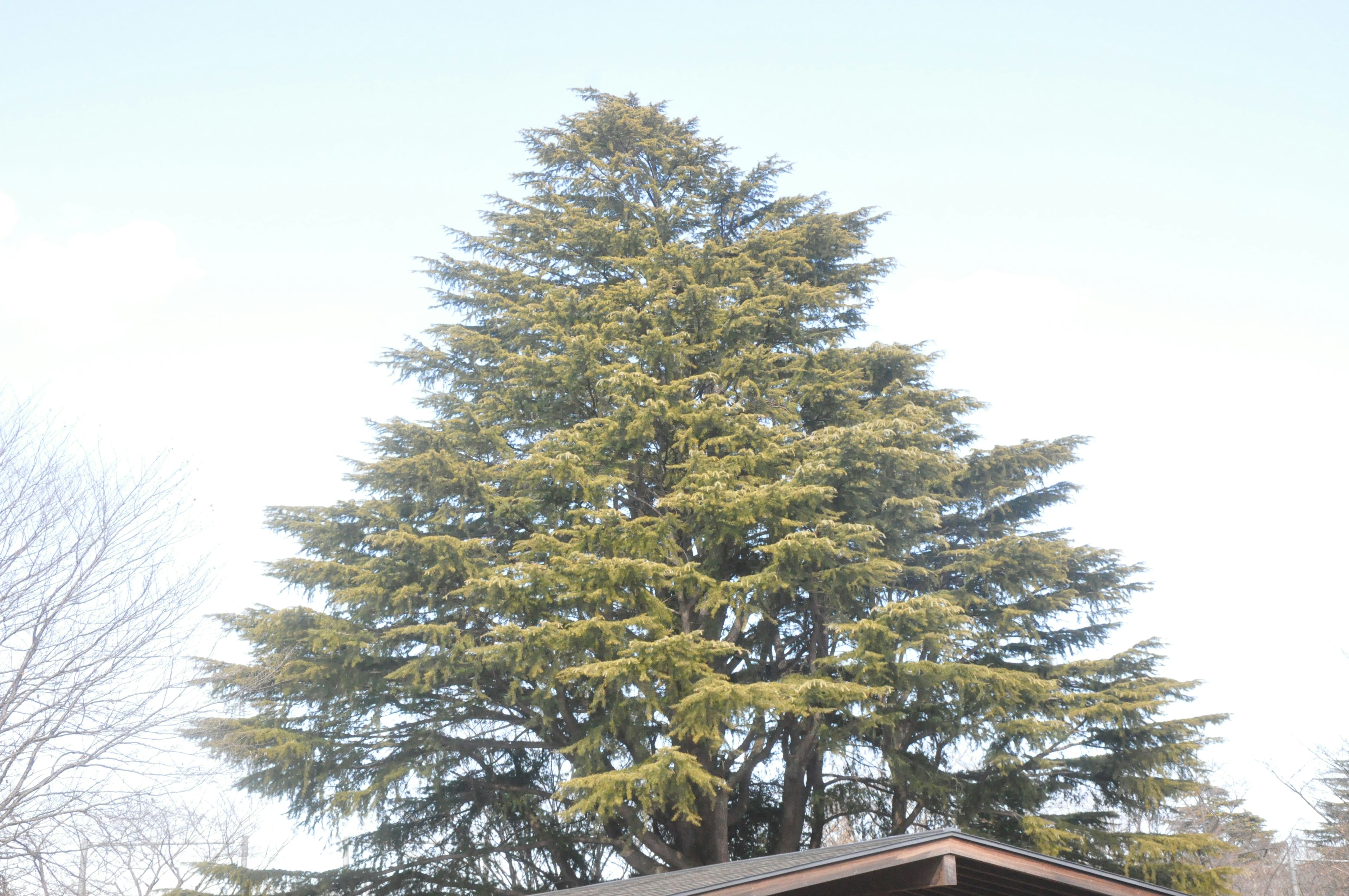 Grand arbre à feuilles persistantes sur fond de ciel bleu clair