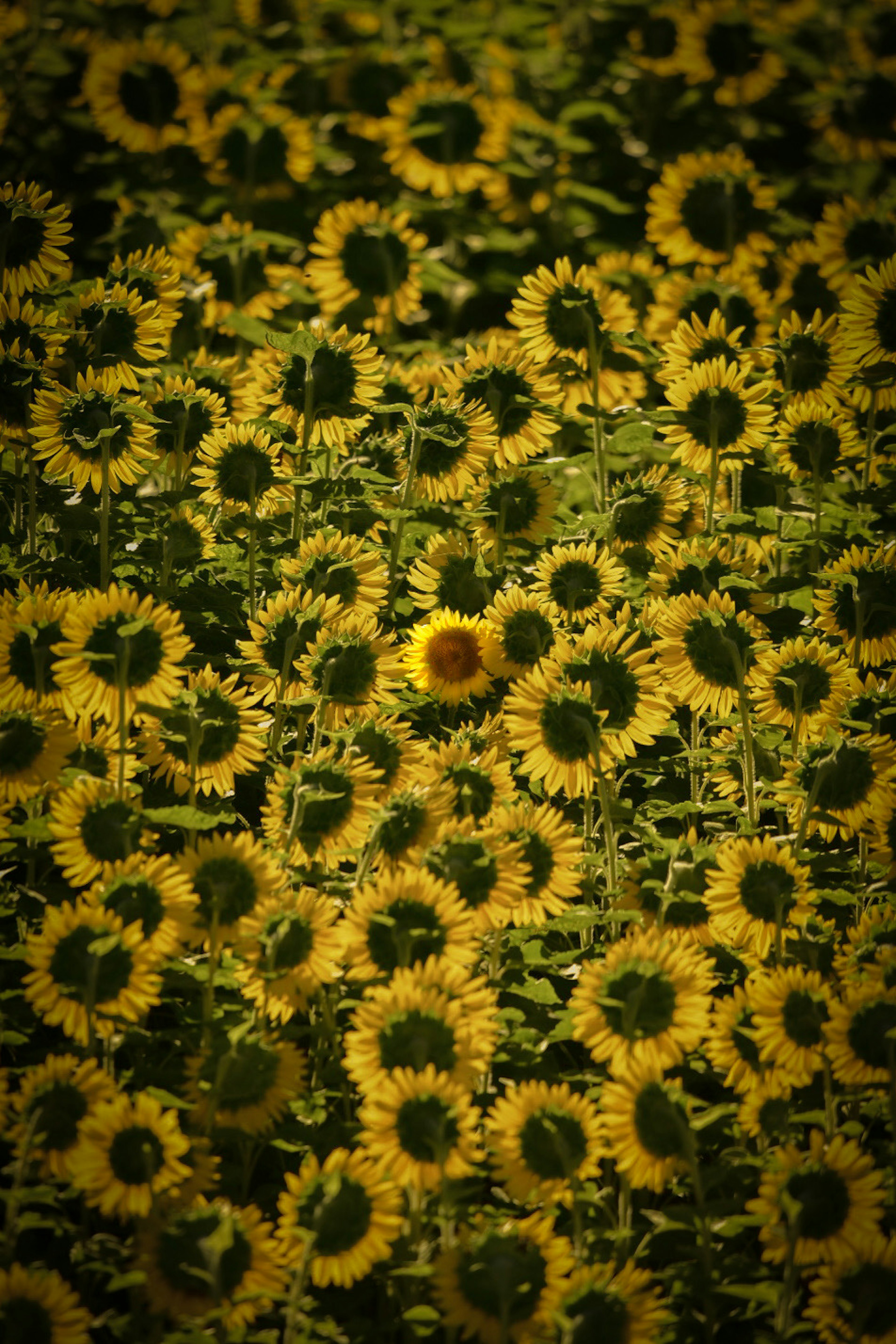 photo-hiBxsU1pYlftmeKFMTYM-image