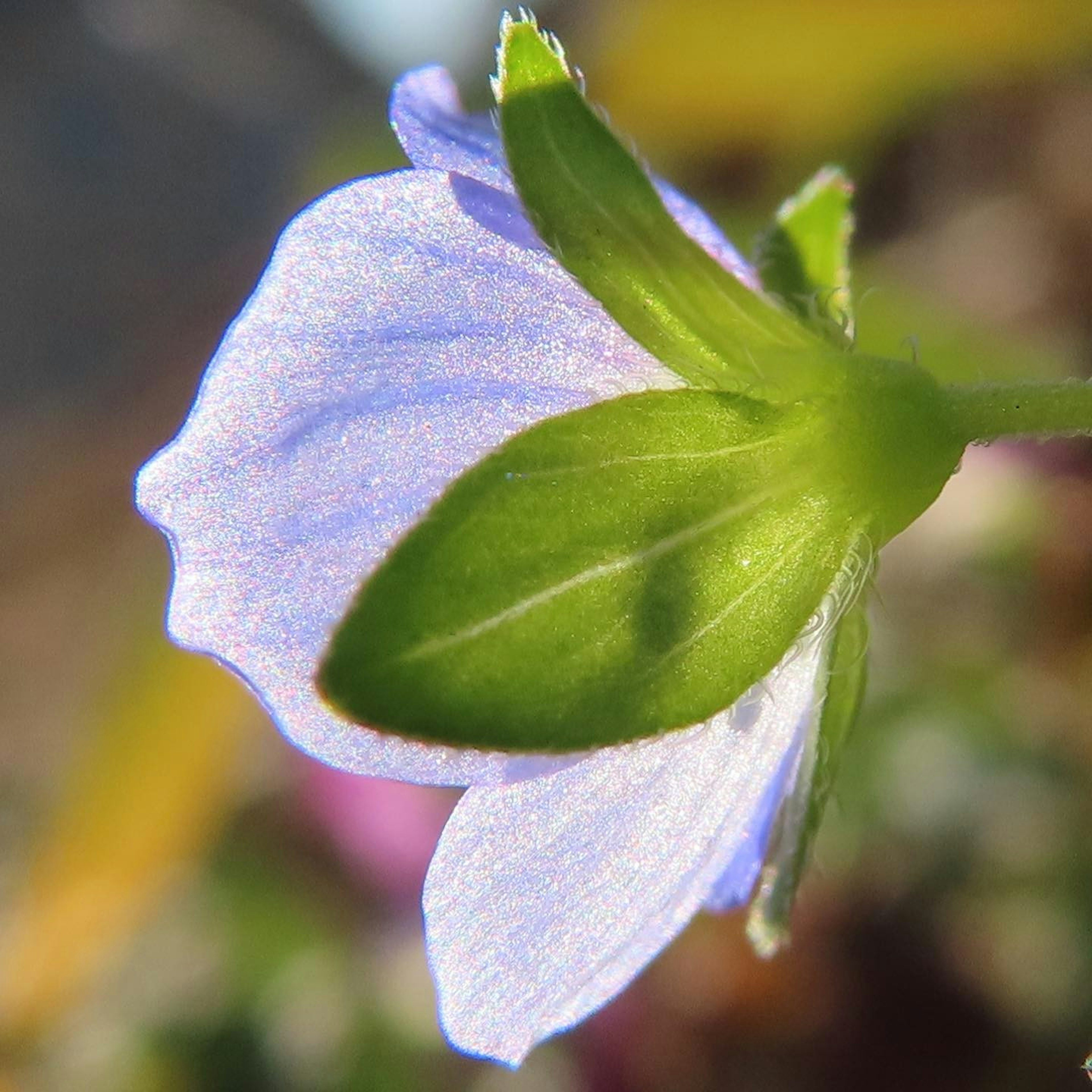 Nahaufnahme eines hellvioletten Blütenblattes mit grünen Blättern