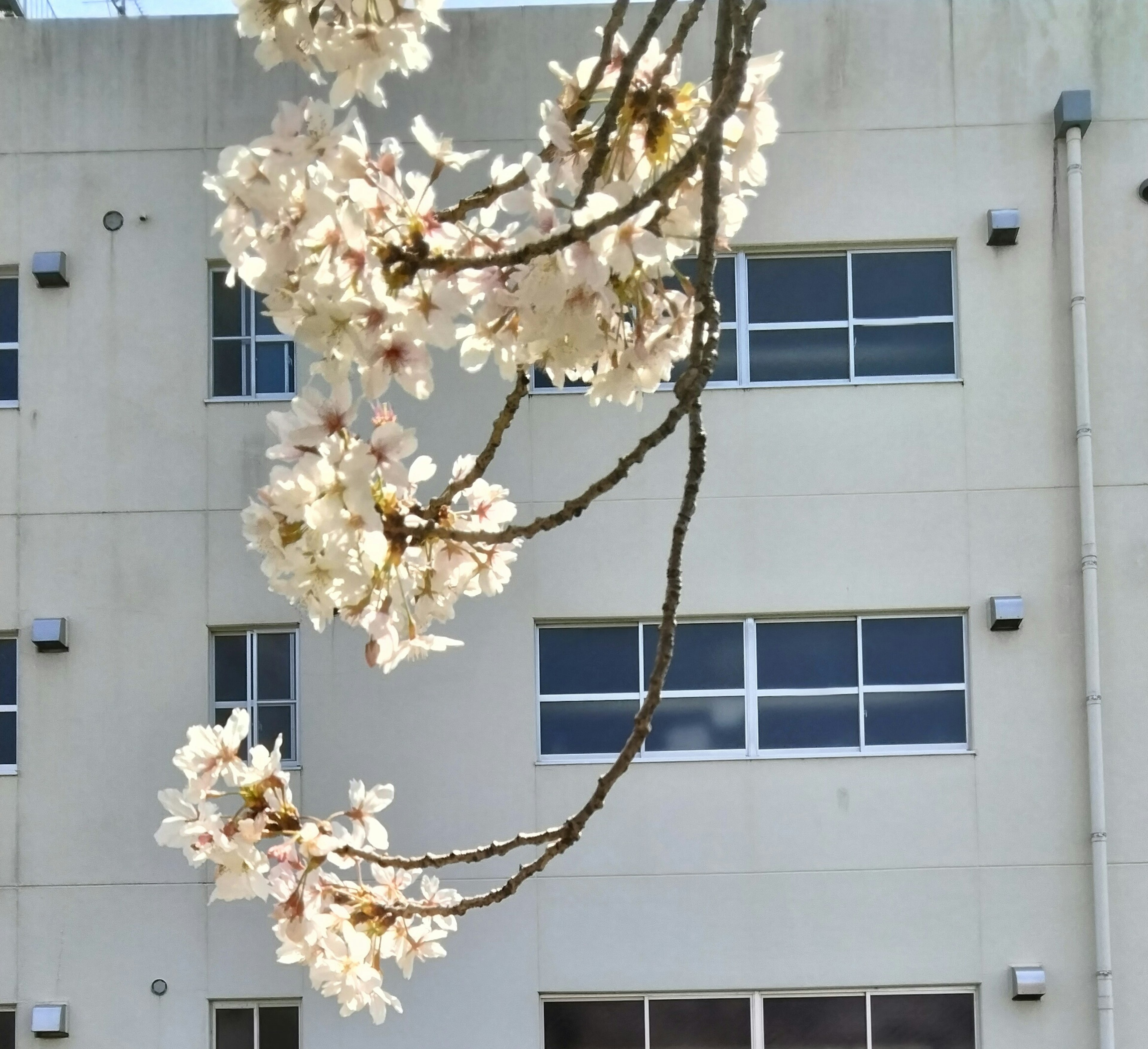 Branch of white cherry blossoms with a building in the background