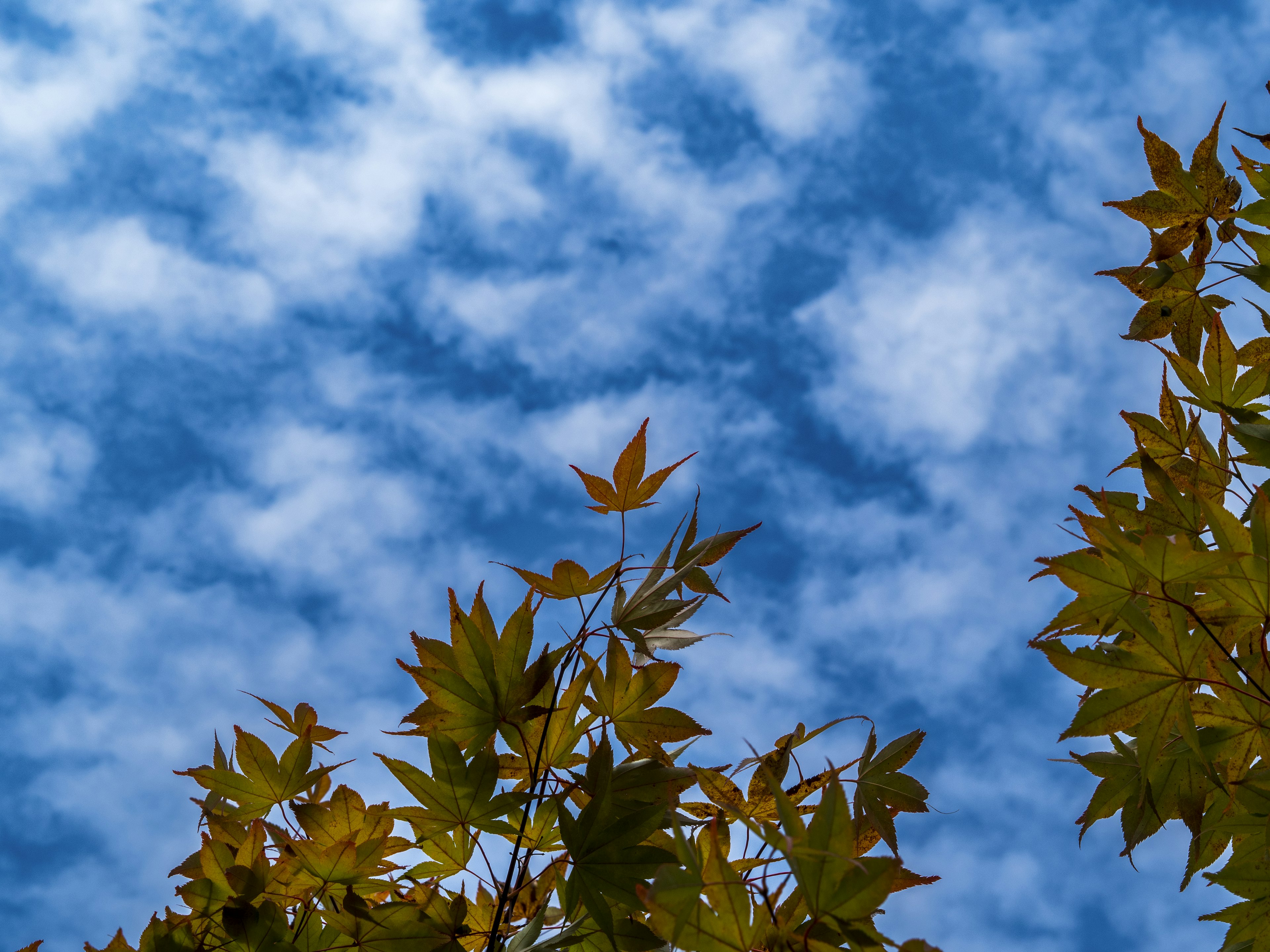 Autumn leaves against a backdrop of blue sky and clouds