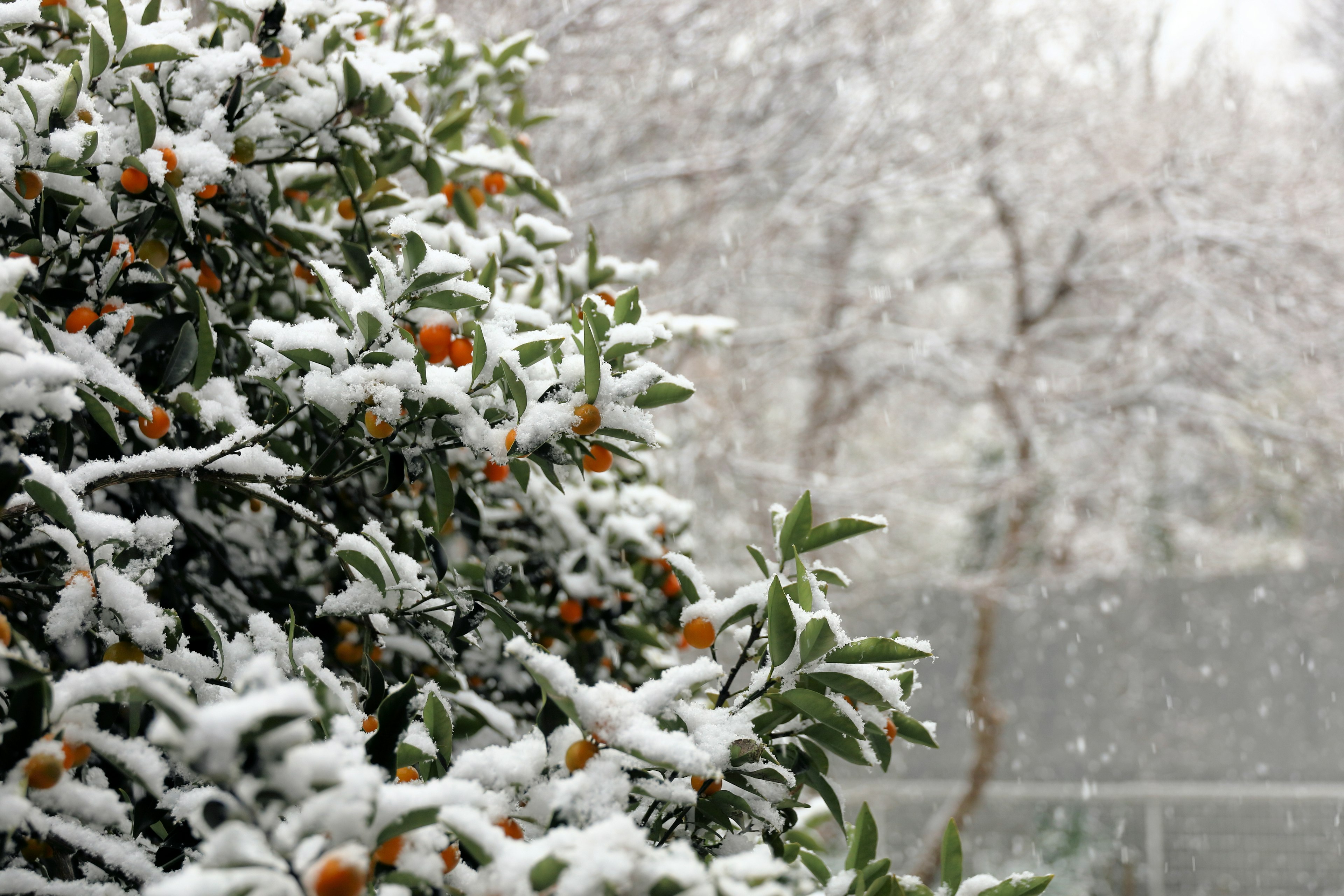 Arbusto verde con frutos naranjas cubierto de nieve durante la nevada