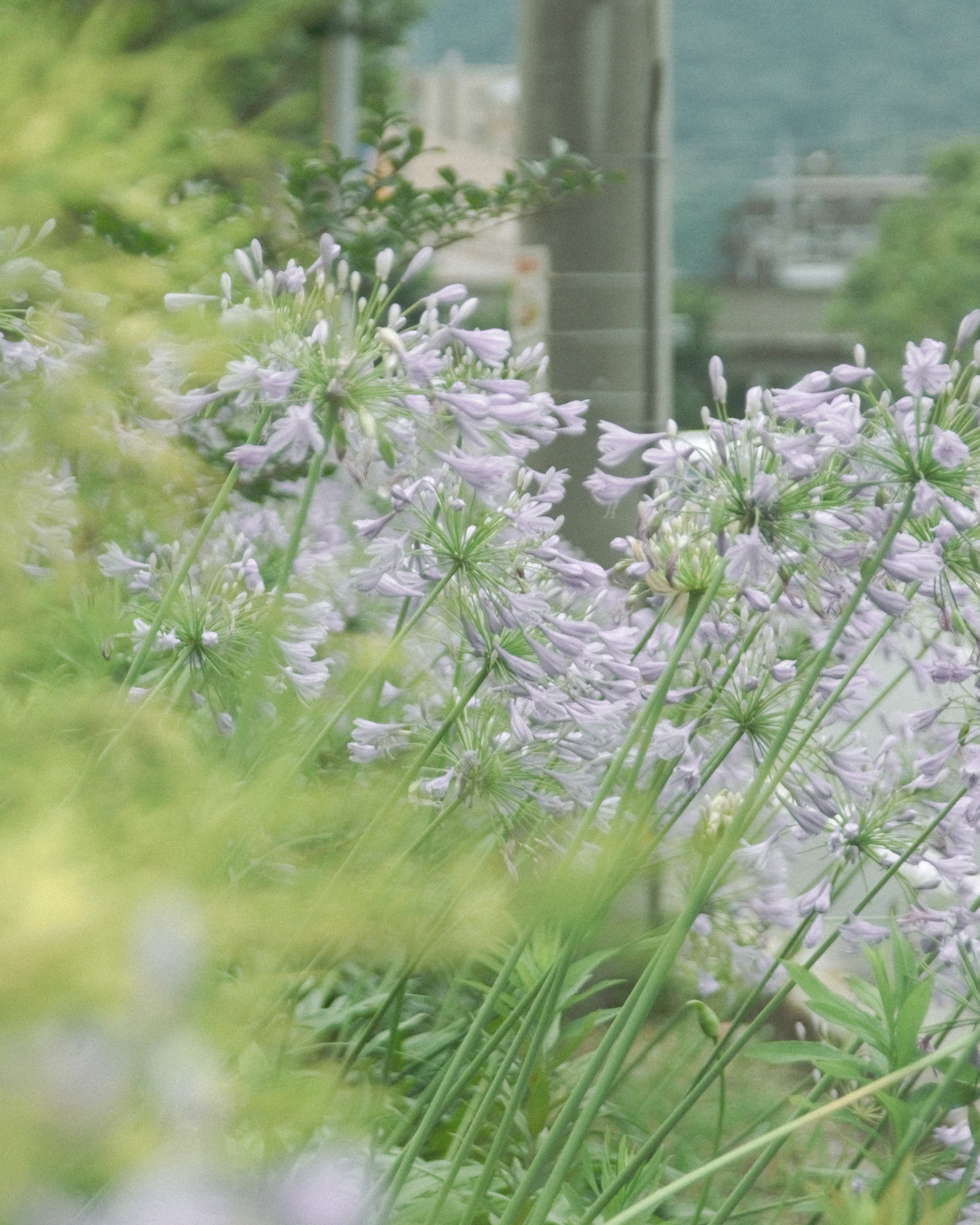 Eine malerische Aussicht auf lila Blumen, die in einem grasbewachsenen Bereich blühen