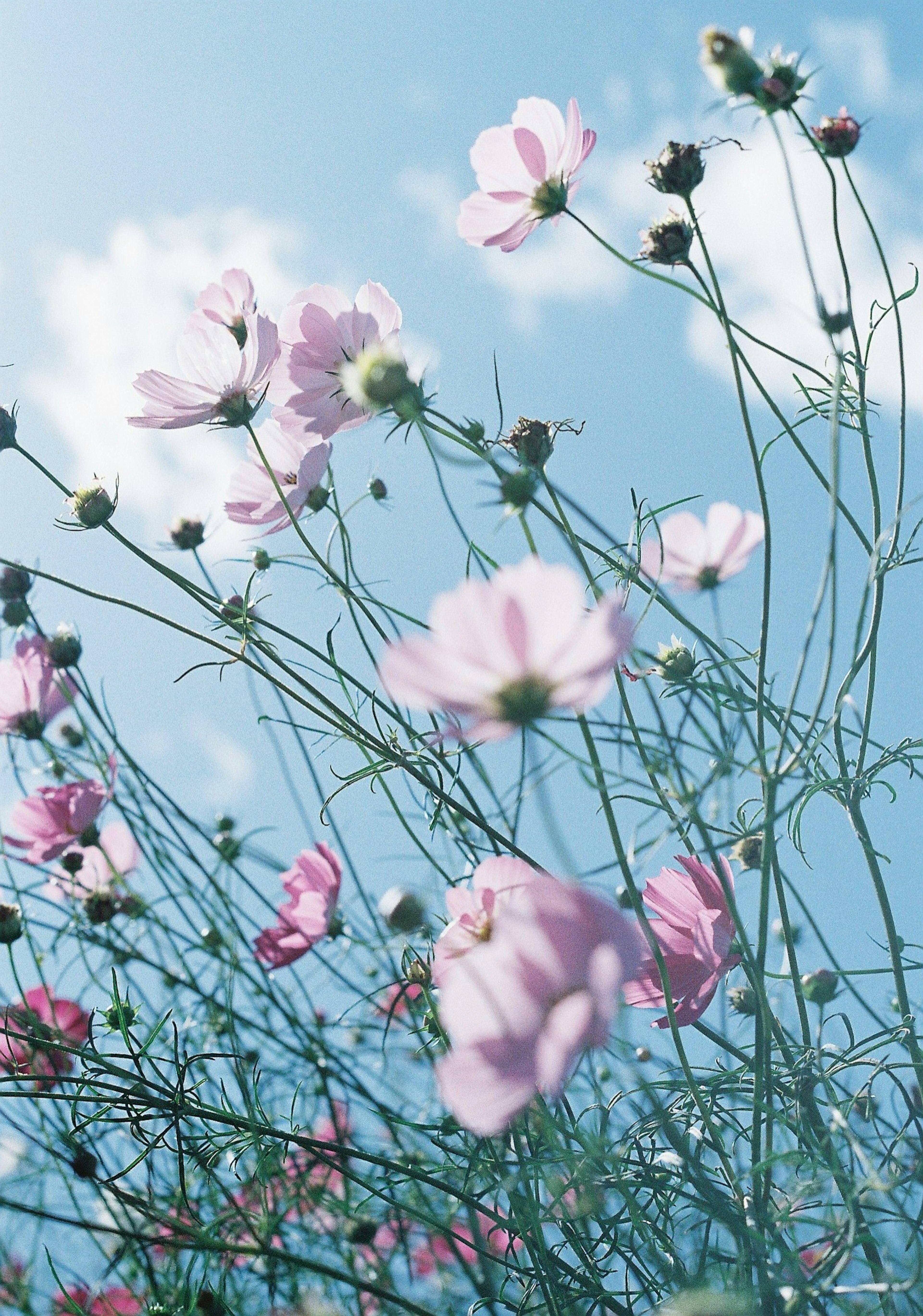 青空の下に咲くピンクの花々と細い茎