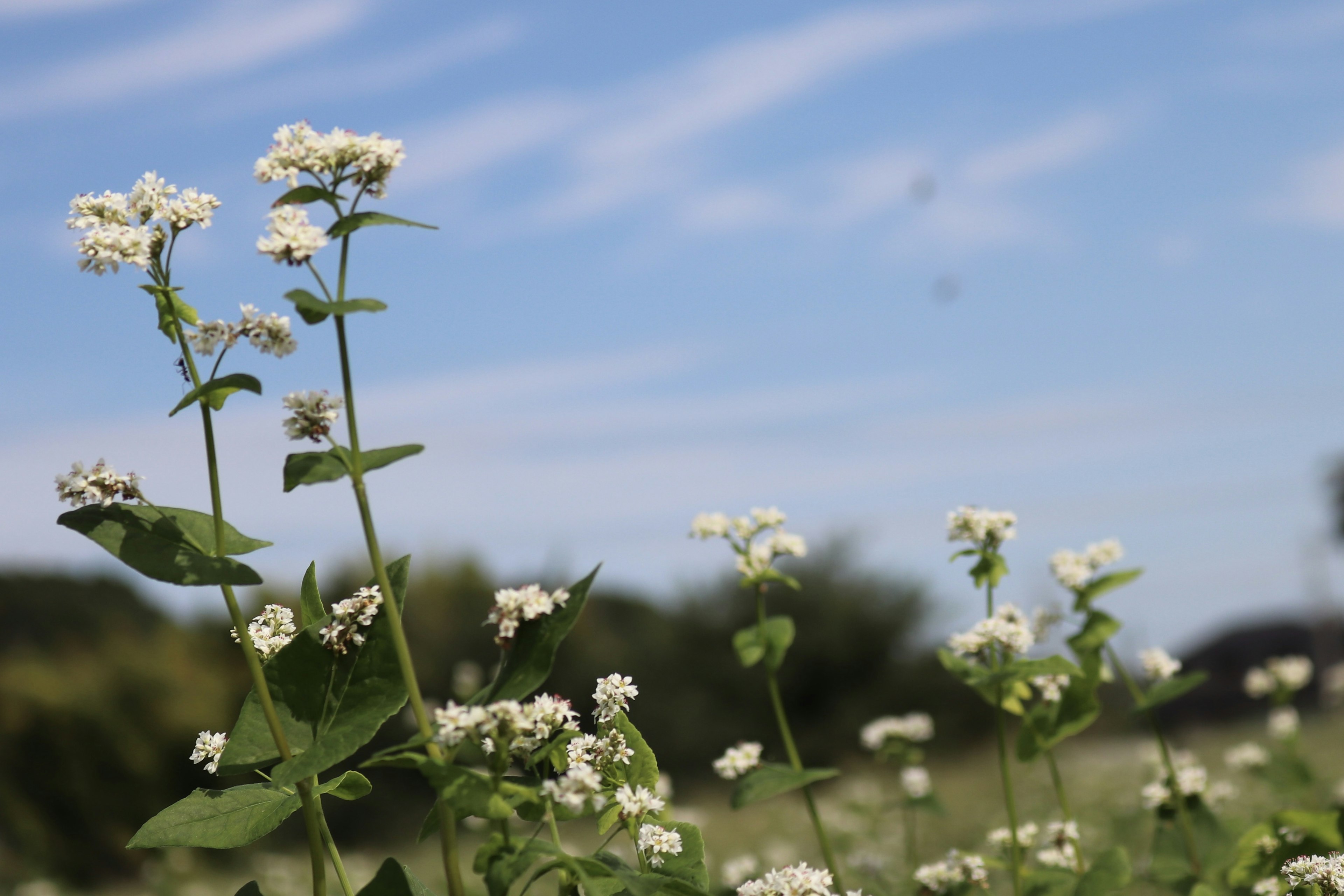 Buchweizenpflanzen mit weißen Blüten vor blauem Himmel