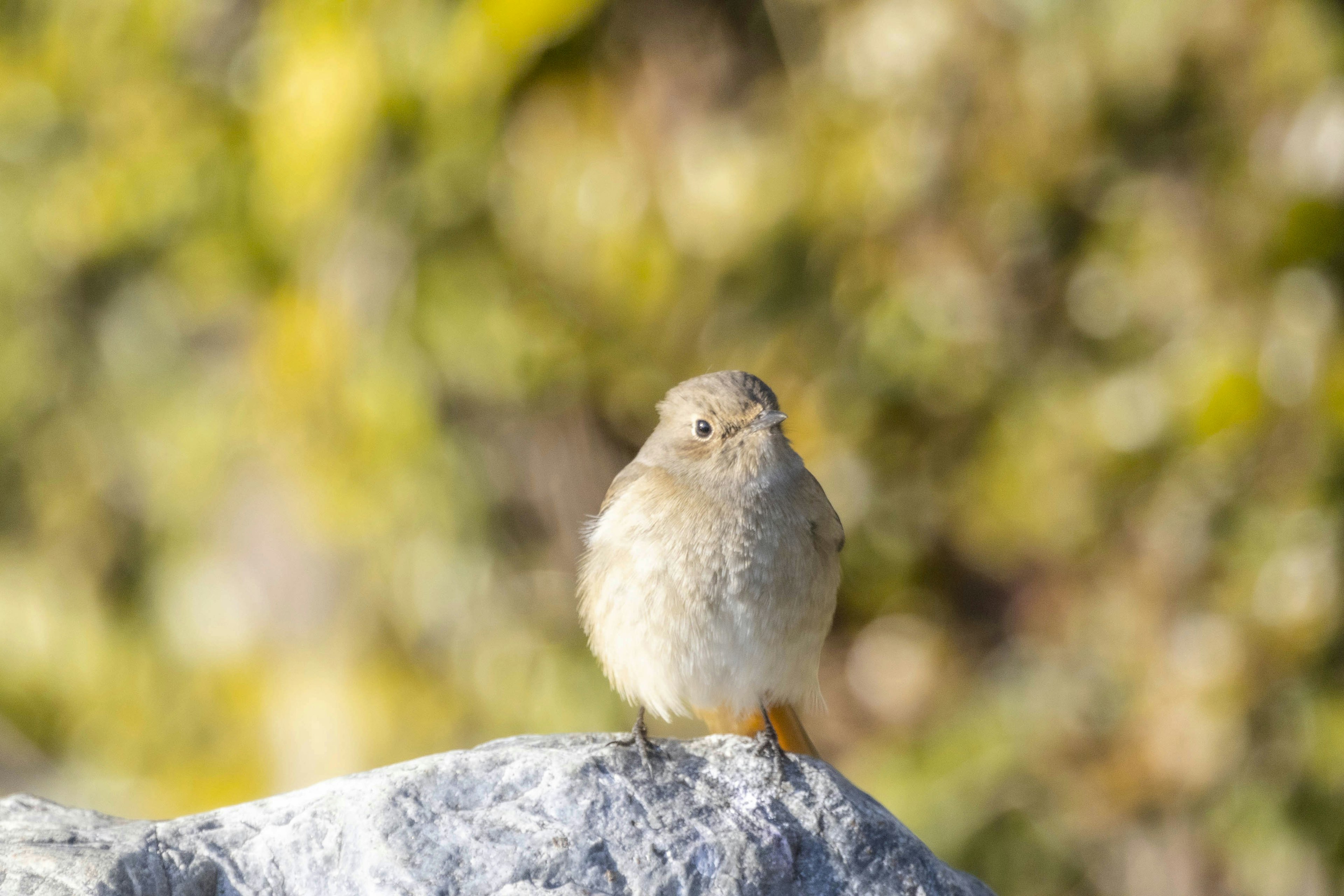 Ein kleiner Vogel sitzt auf einem Stein mit verschwommenem grünem Hintergrund