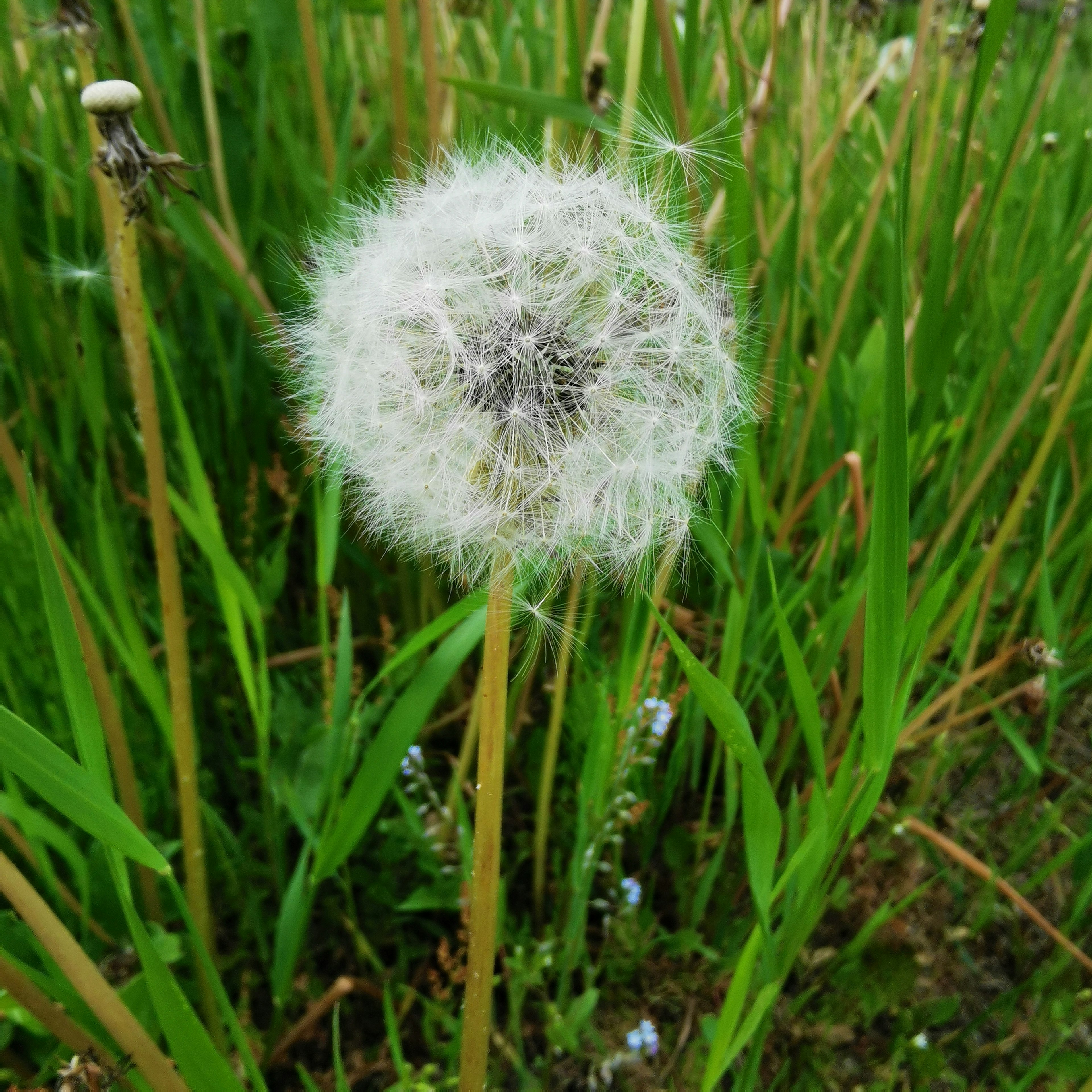 Ein flauschiger weißer Löwenzahnkopf steht zwischen grünem Gras