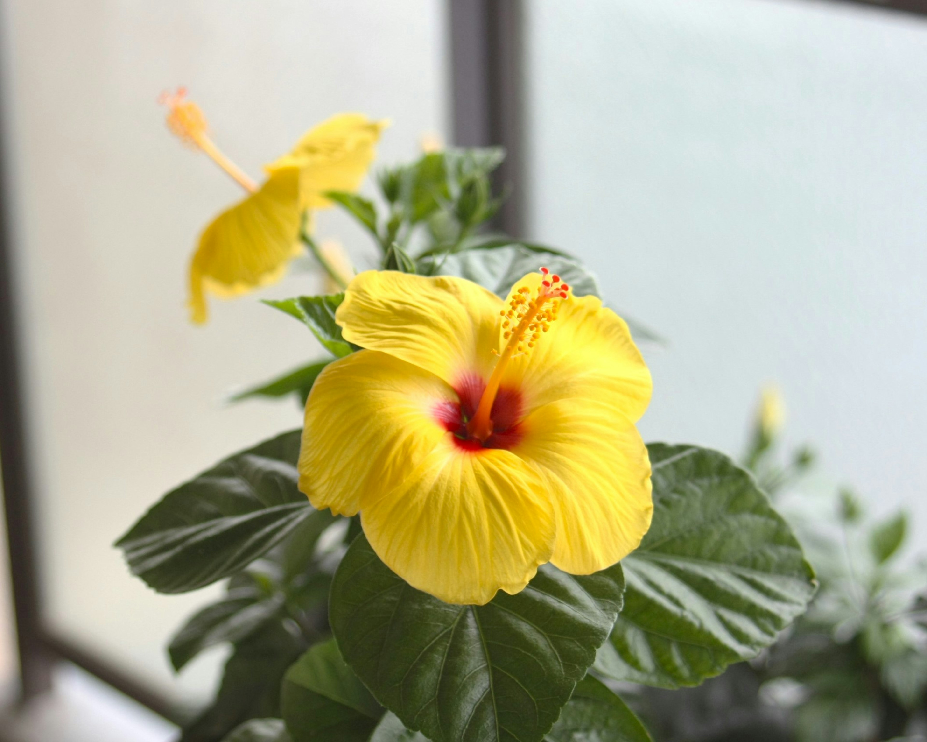 Fleur d'hibiscus jaune vif fleurissant parmi des feuilles vertes