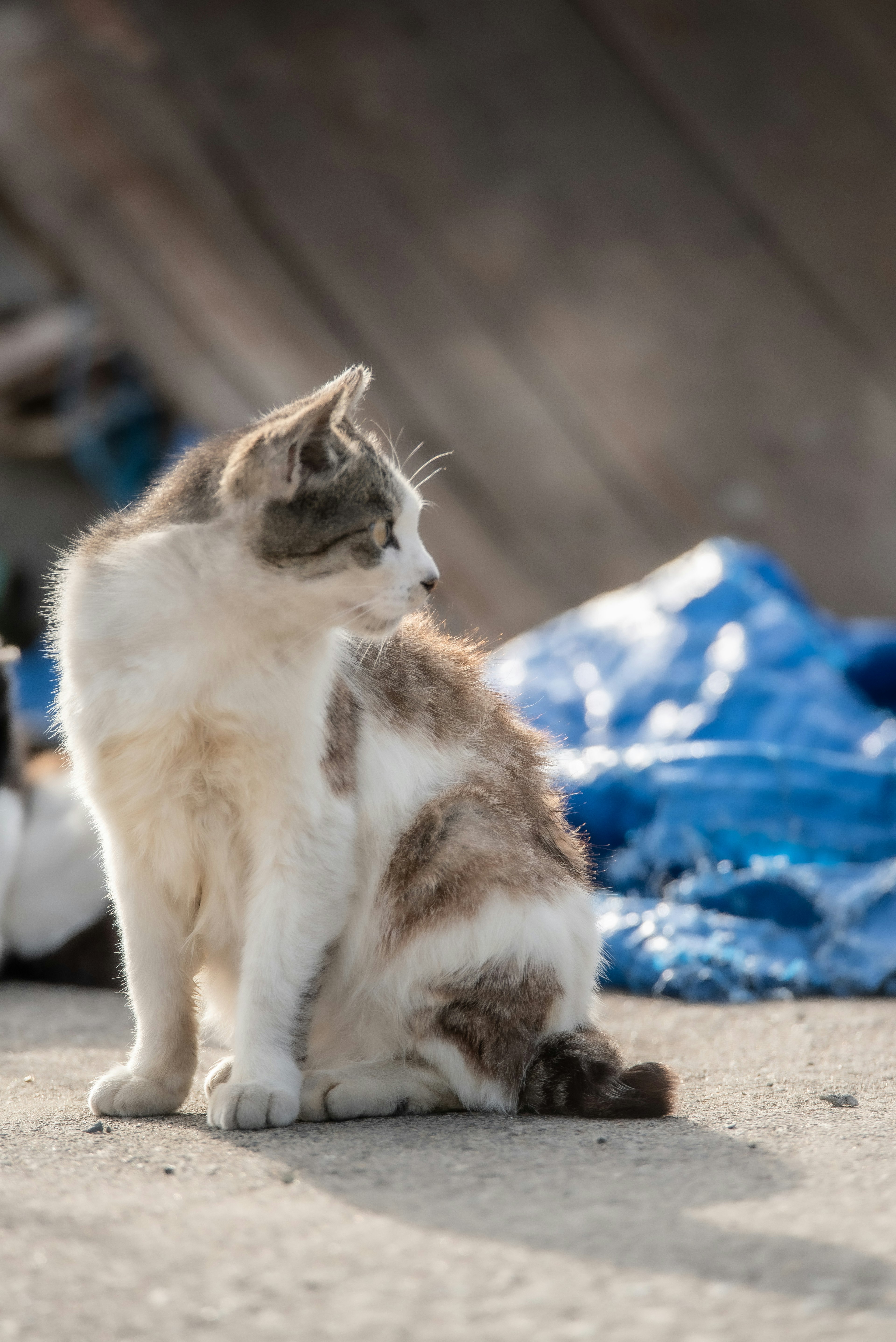 猫が青い布の近くに座っている