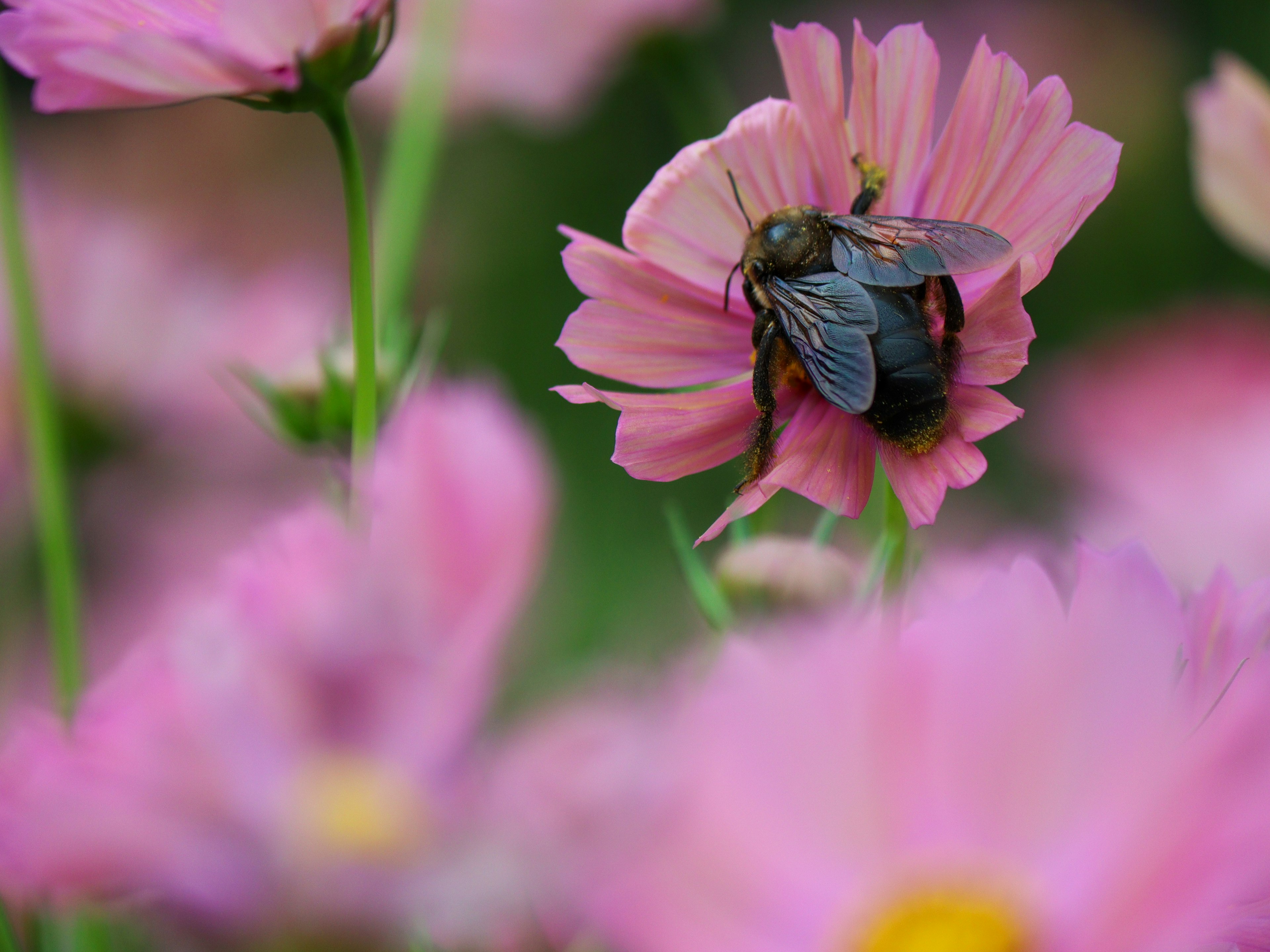 Close-up of an insect on a pink flower