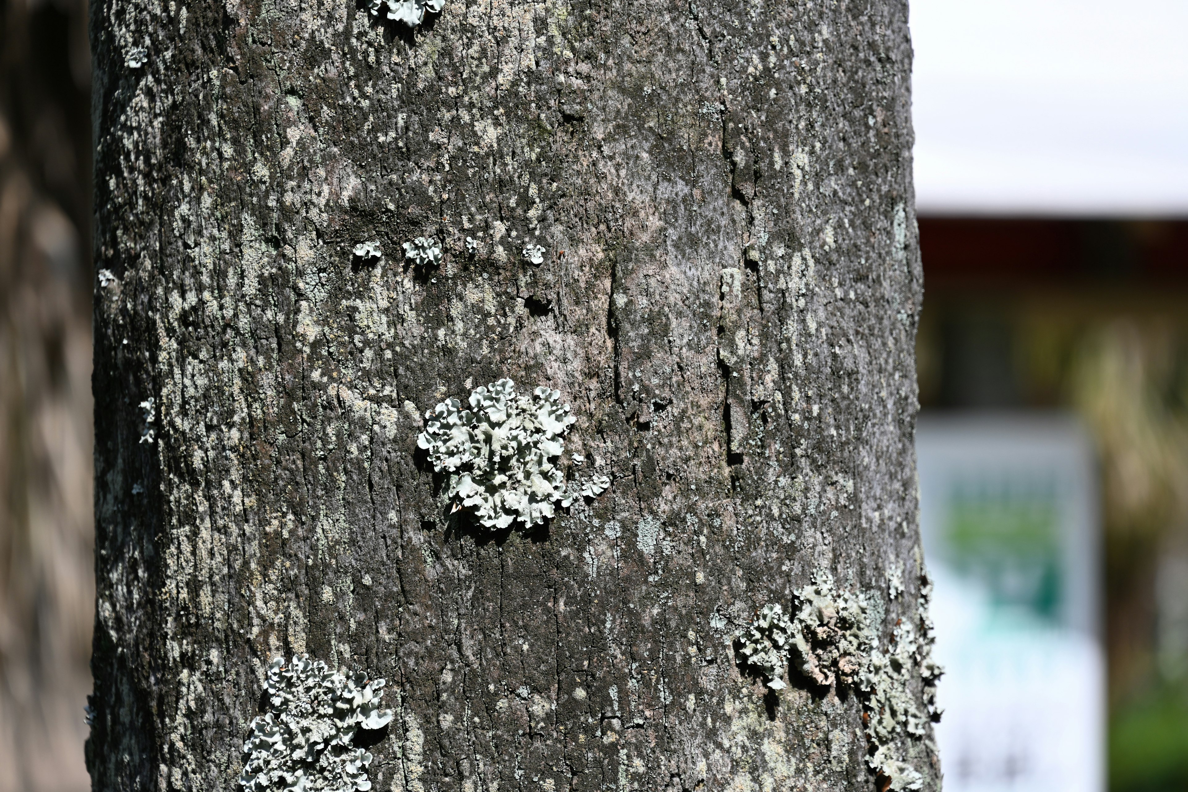 Acercamiento de musgo y líquenes en un tronco de árbol