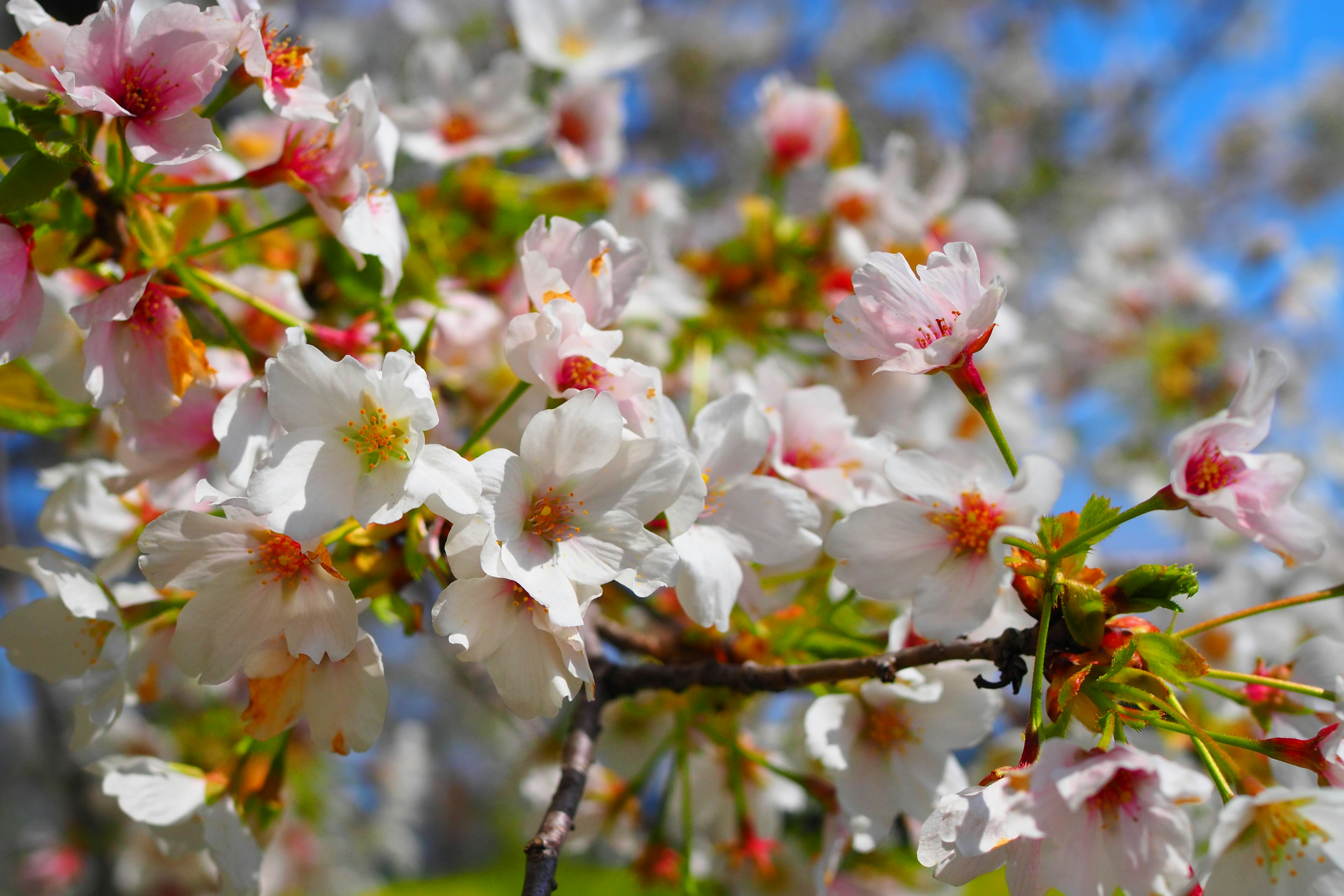 Nahaufnahme von Kirschblüten an einem Zweig vor blauem Himmel