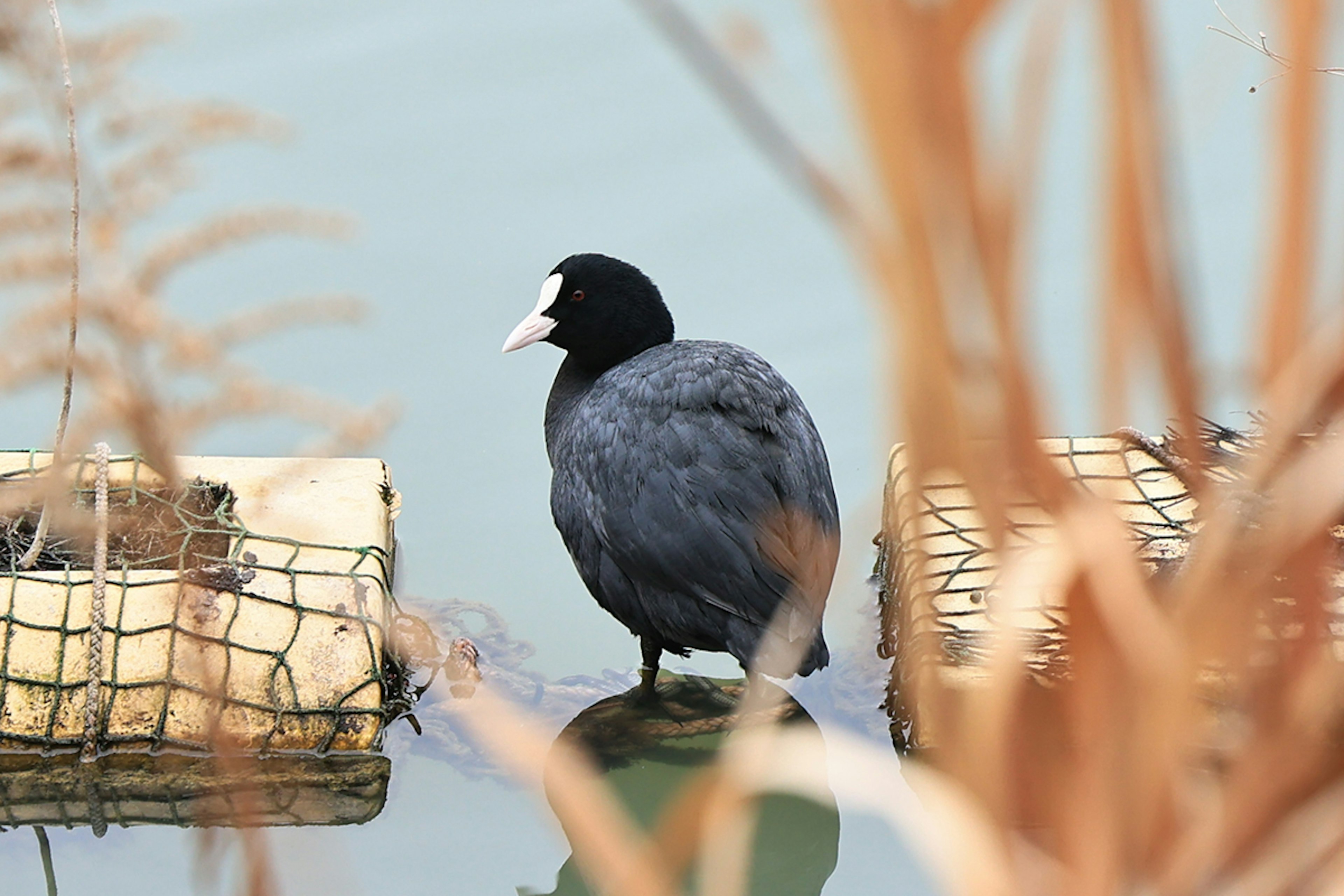 A coot standing by the water with black feathers and a white bill