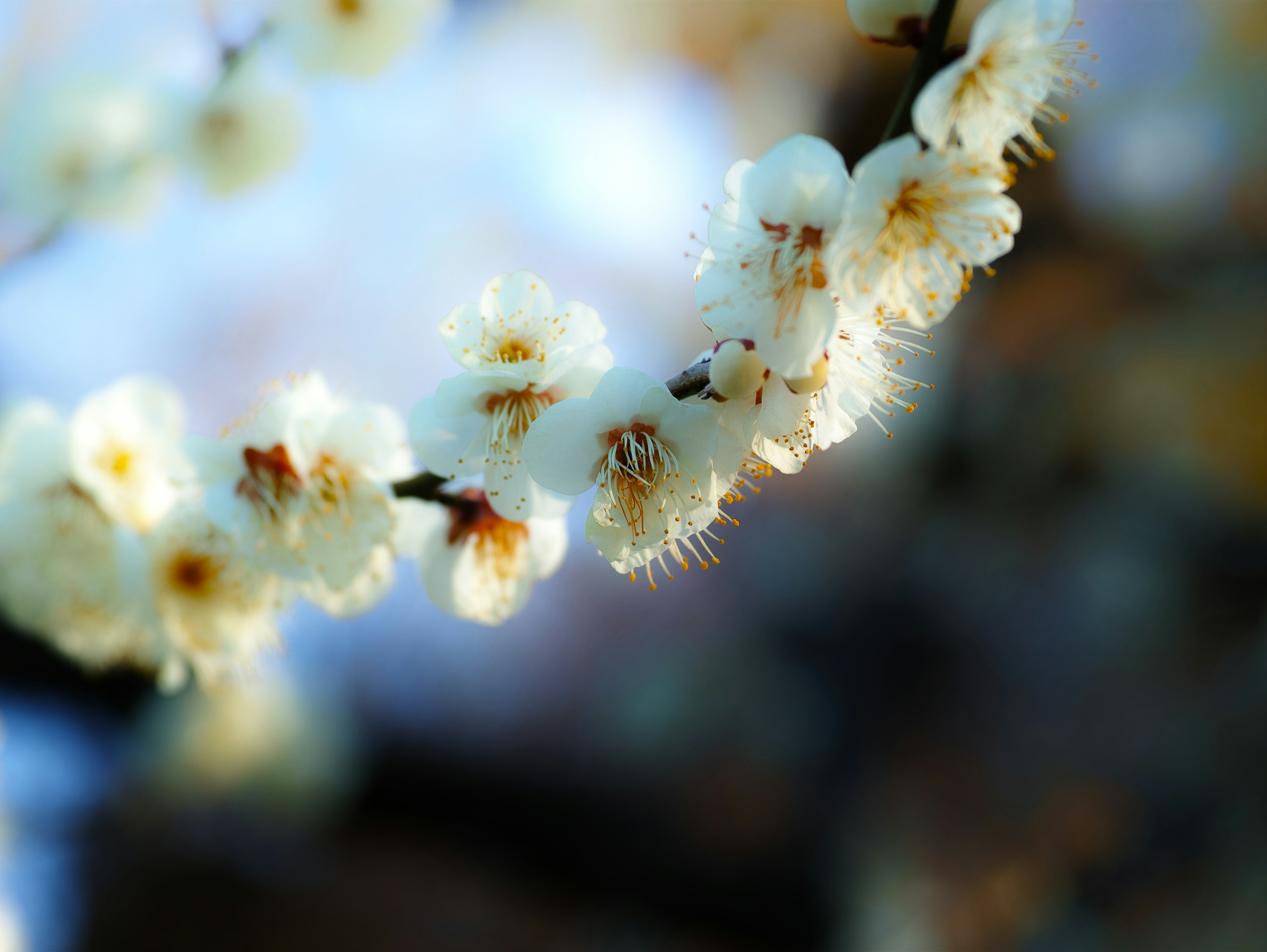 白い花の枝がぼんやりとした背景に映える