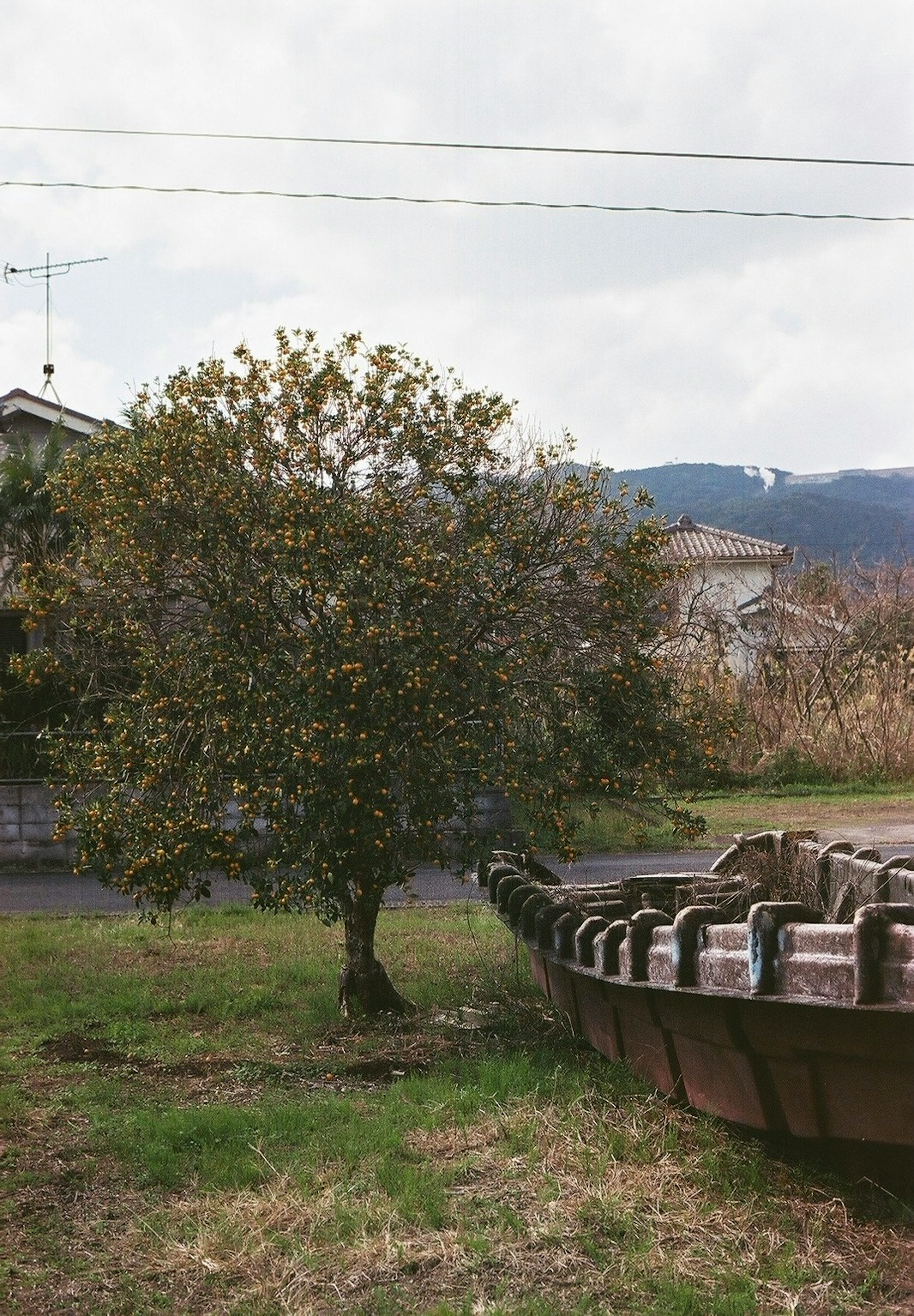 Un árbol pequeño con hojas verdes al lado de un viejo barco en un área de césped