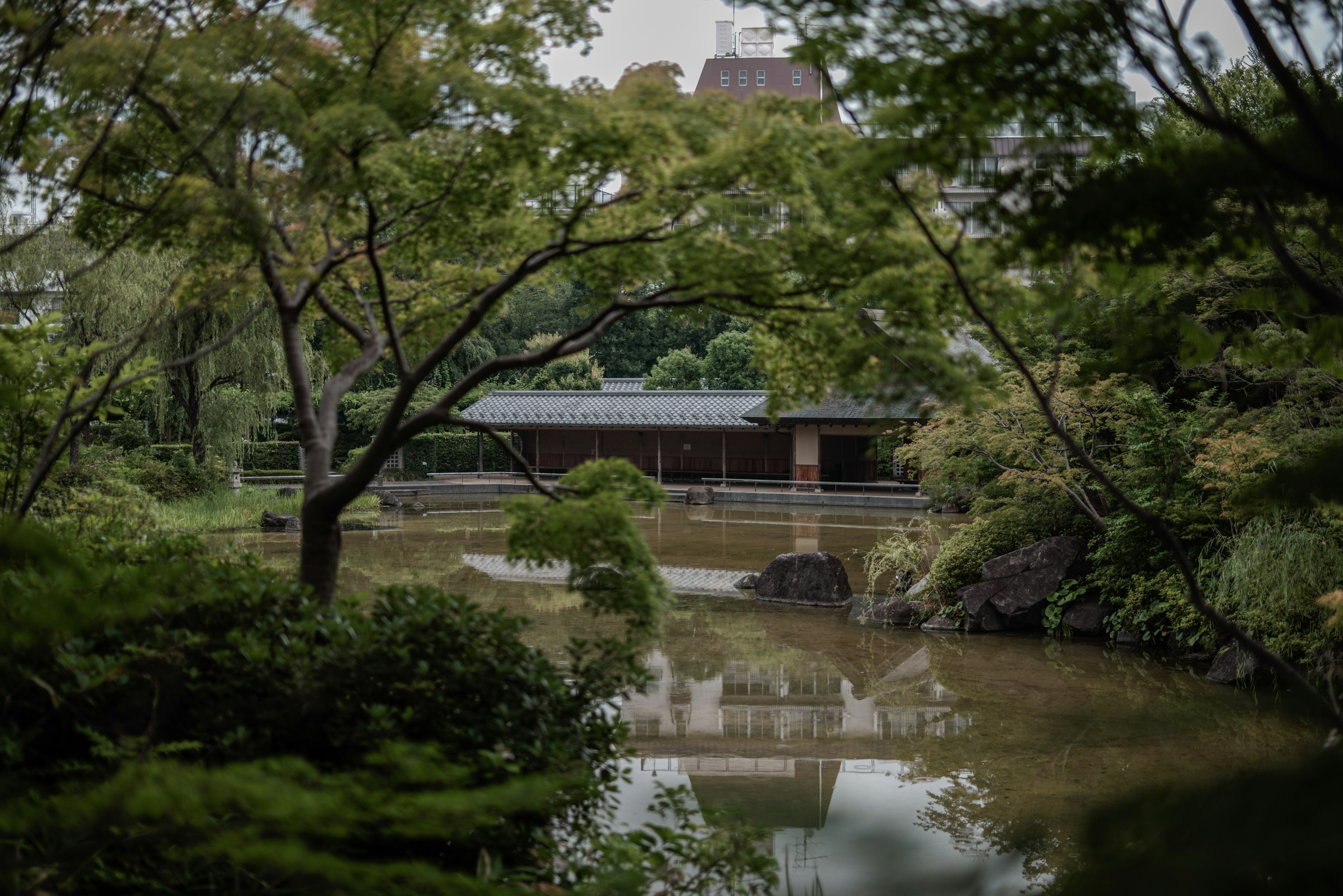 宁静的日本庭园景观有池塘和树木