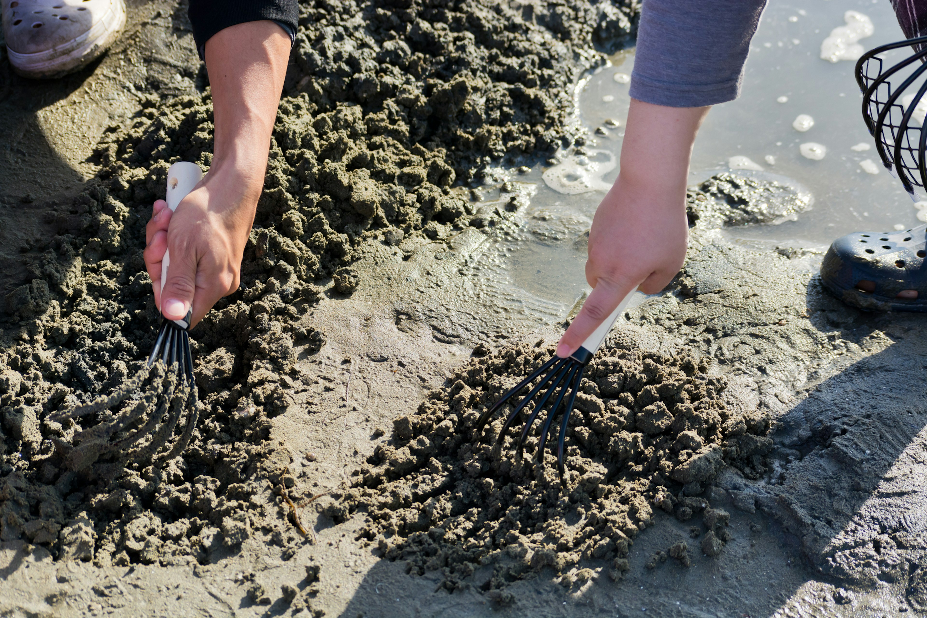 Two hands digging in the sand using small rakes