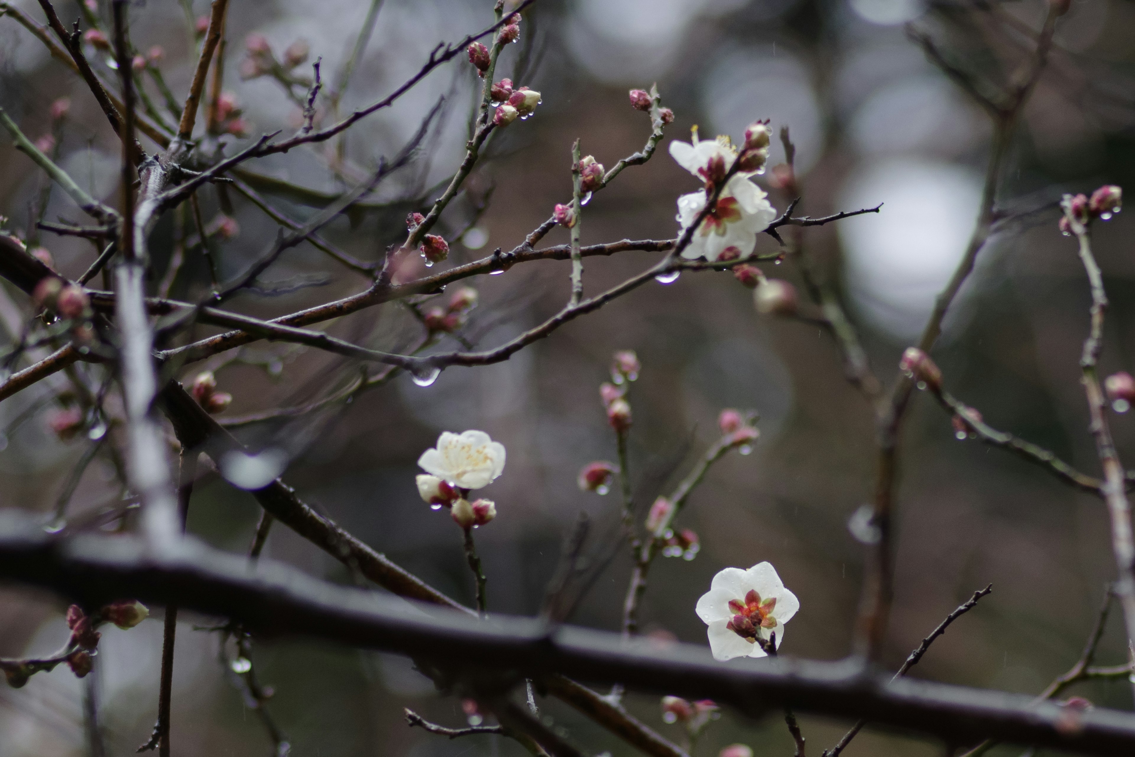 特寫的樹枝上有白色花朵和蕾苞，上面有雨滴