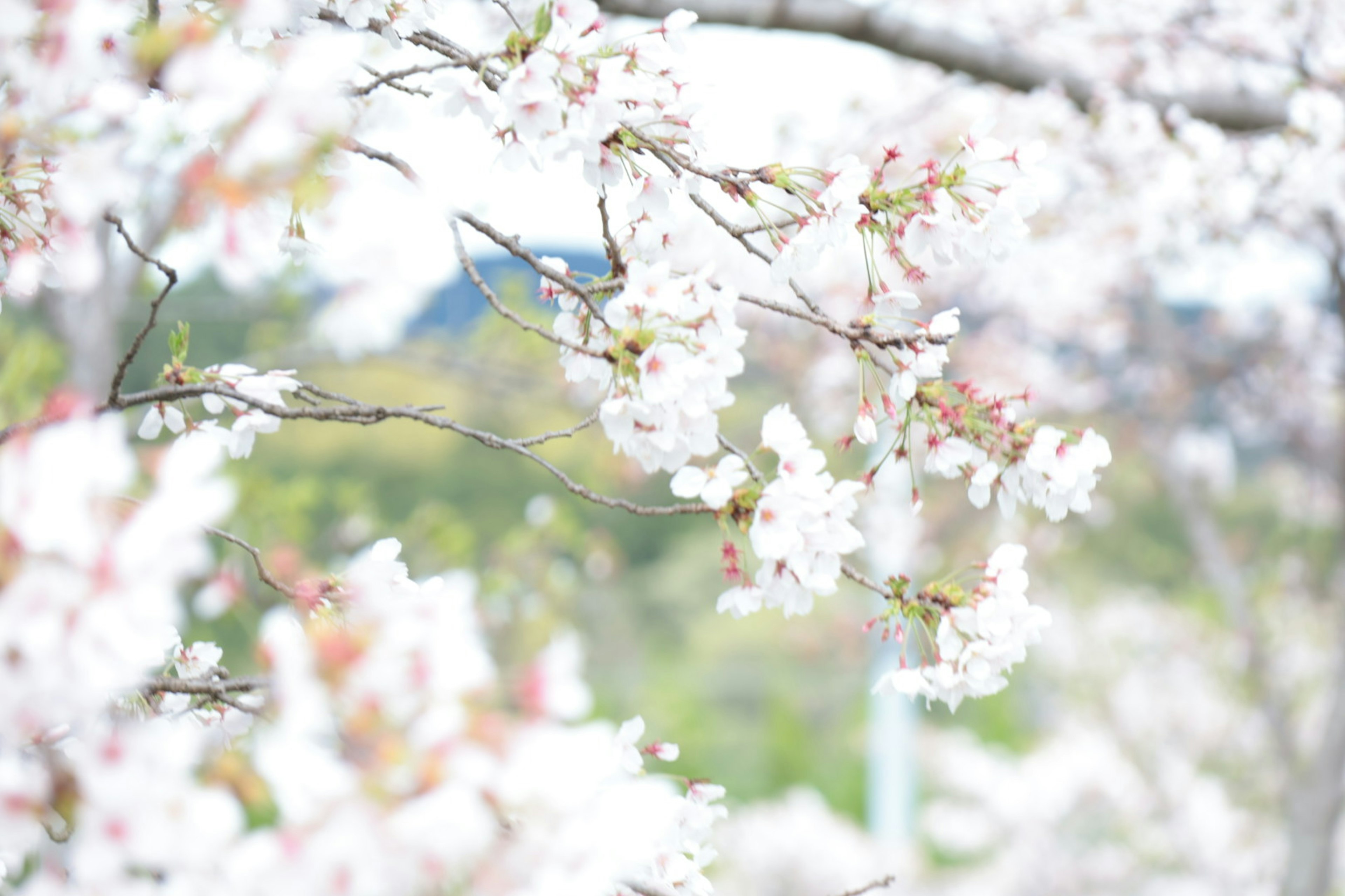 Close-up of cherry blossom branches in bloom