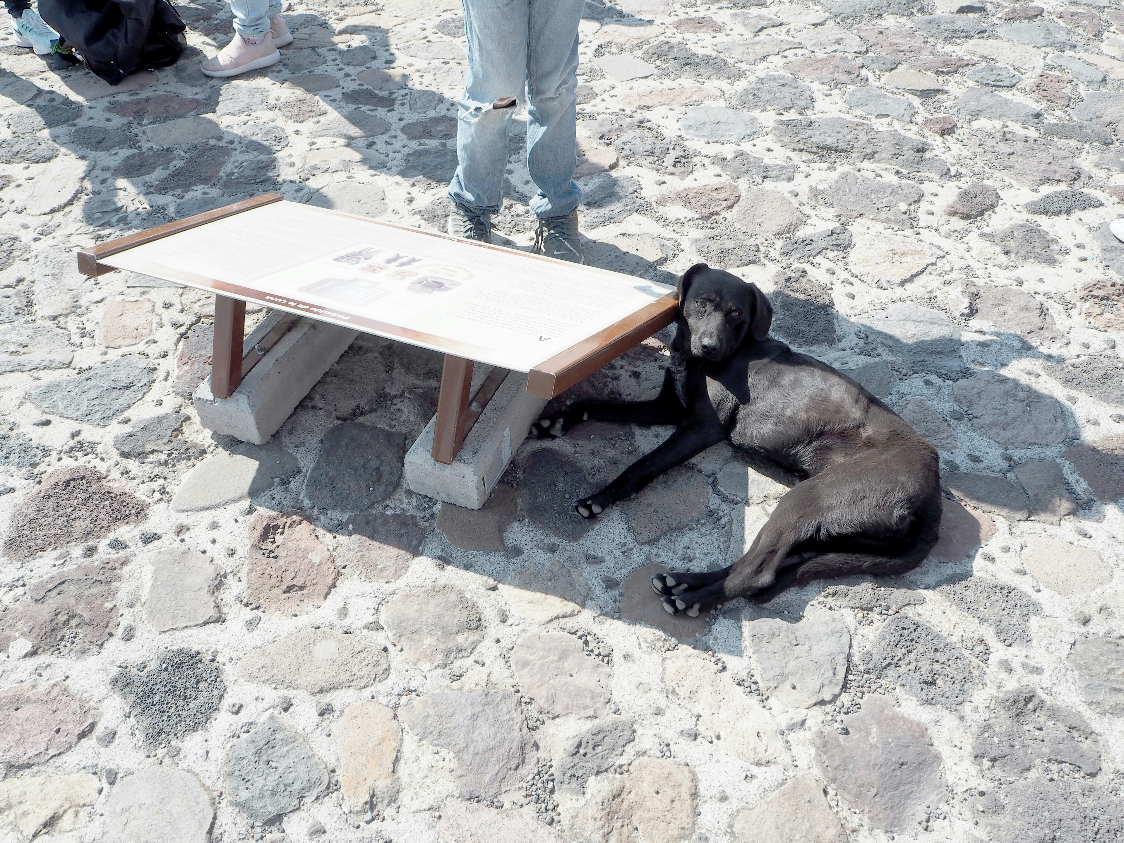 A dog lying under a table on cobblestone pavement