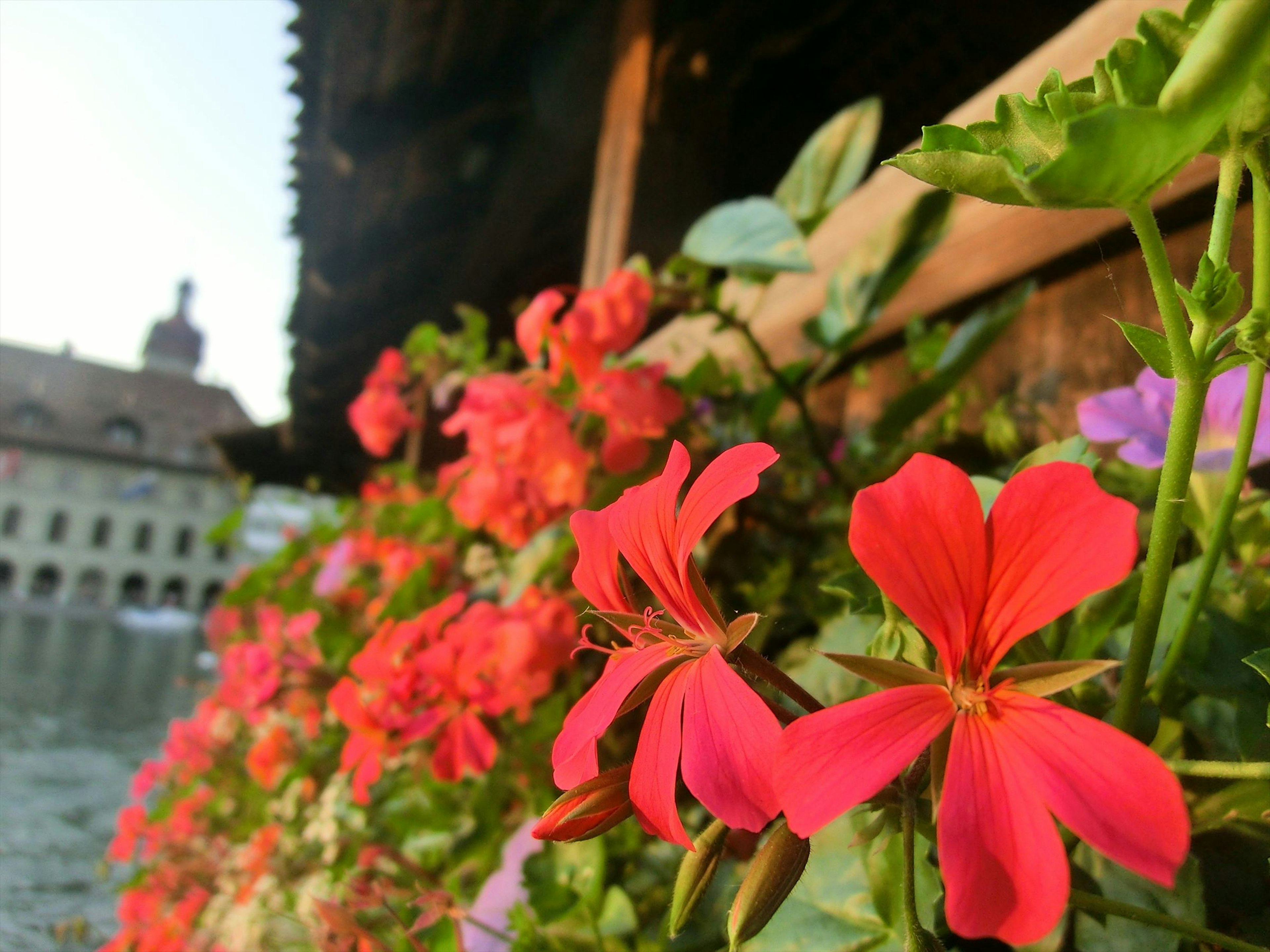 Bunte Blumen blühen am Wasser