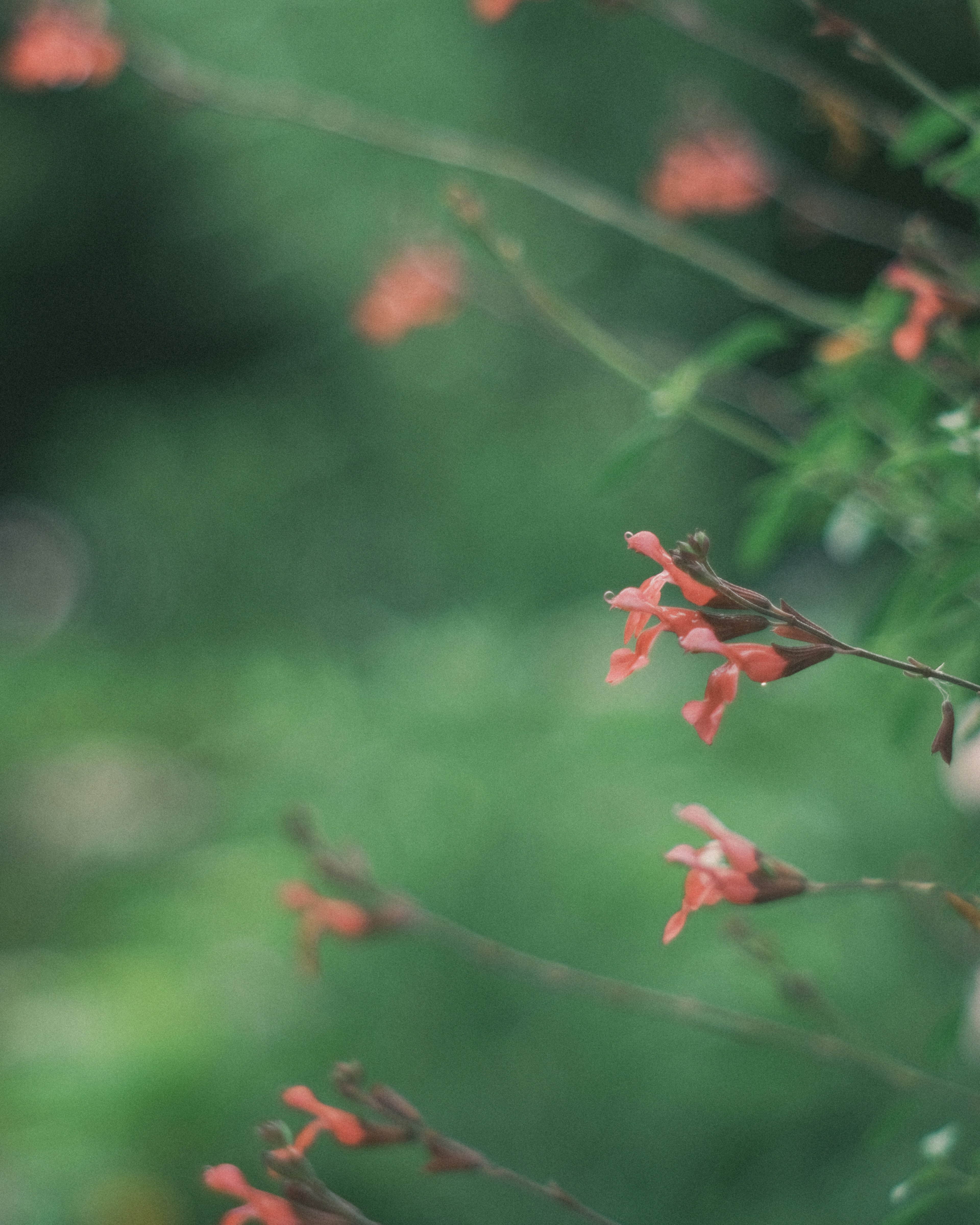 Close-up of small orange flowers against a green background