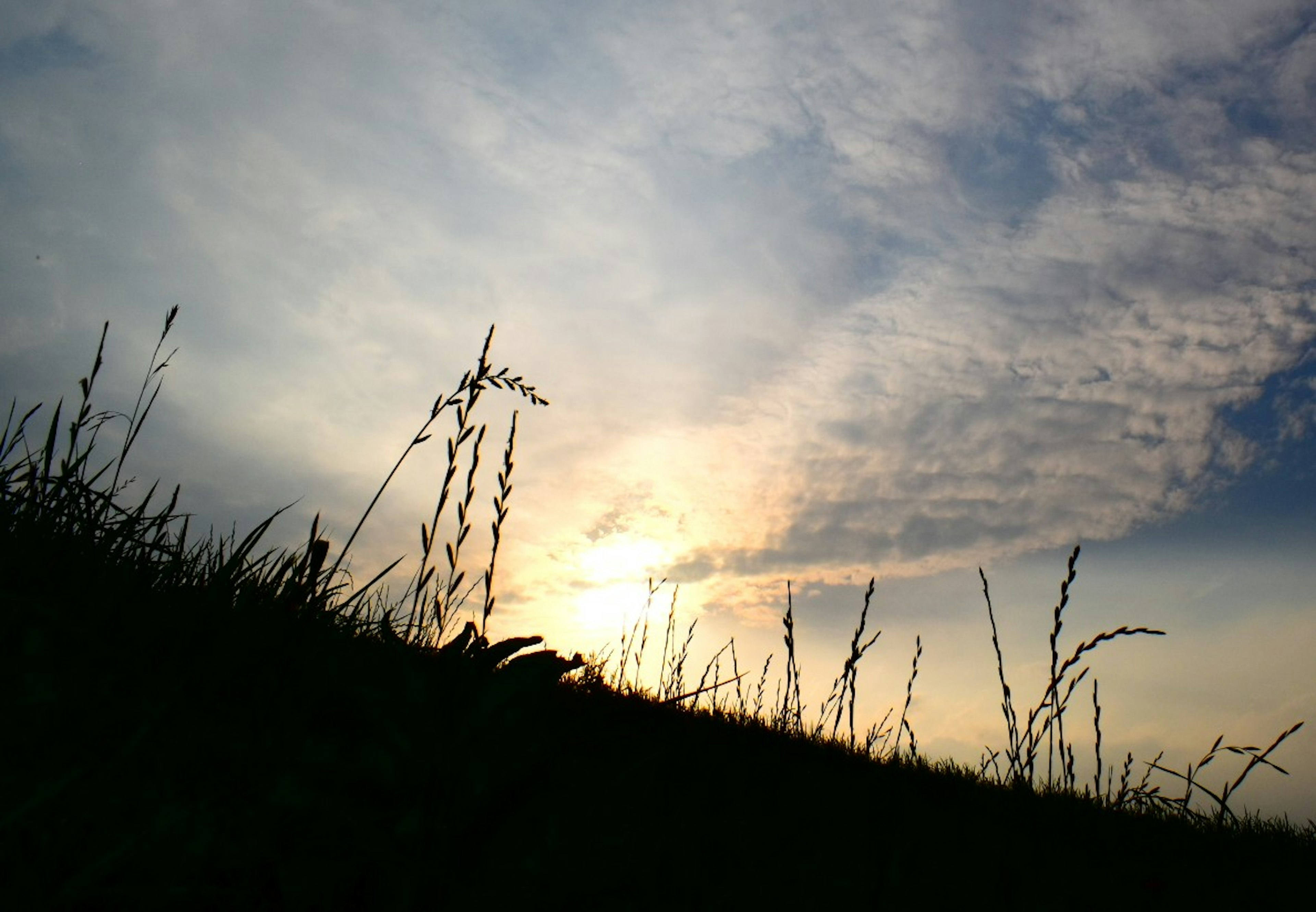 夕阳下草的轮廓与柔和的云朵