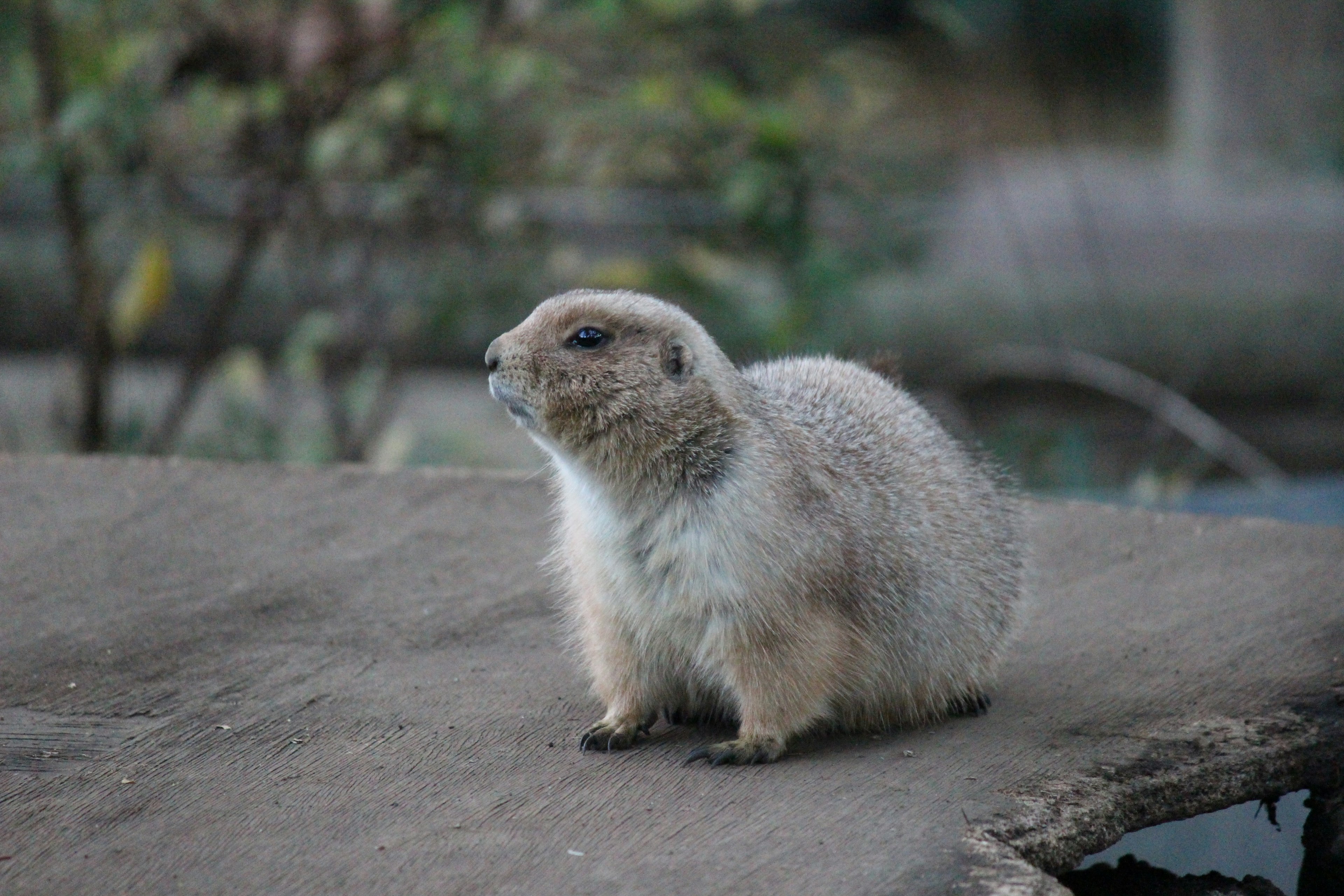 Un carino cane della prateria seduto su una roccia in un ambiente naturale