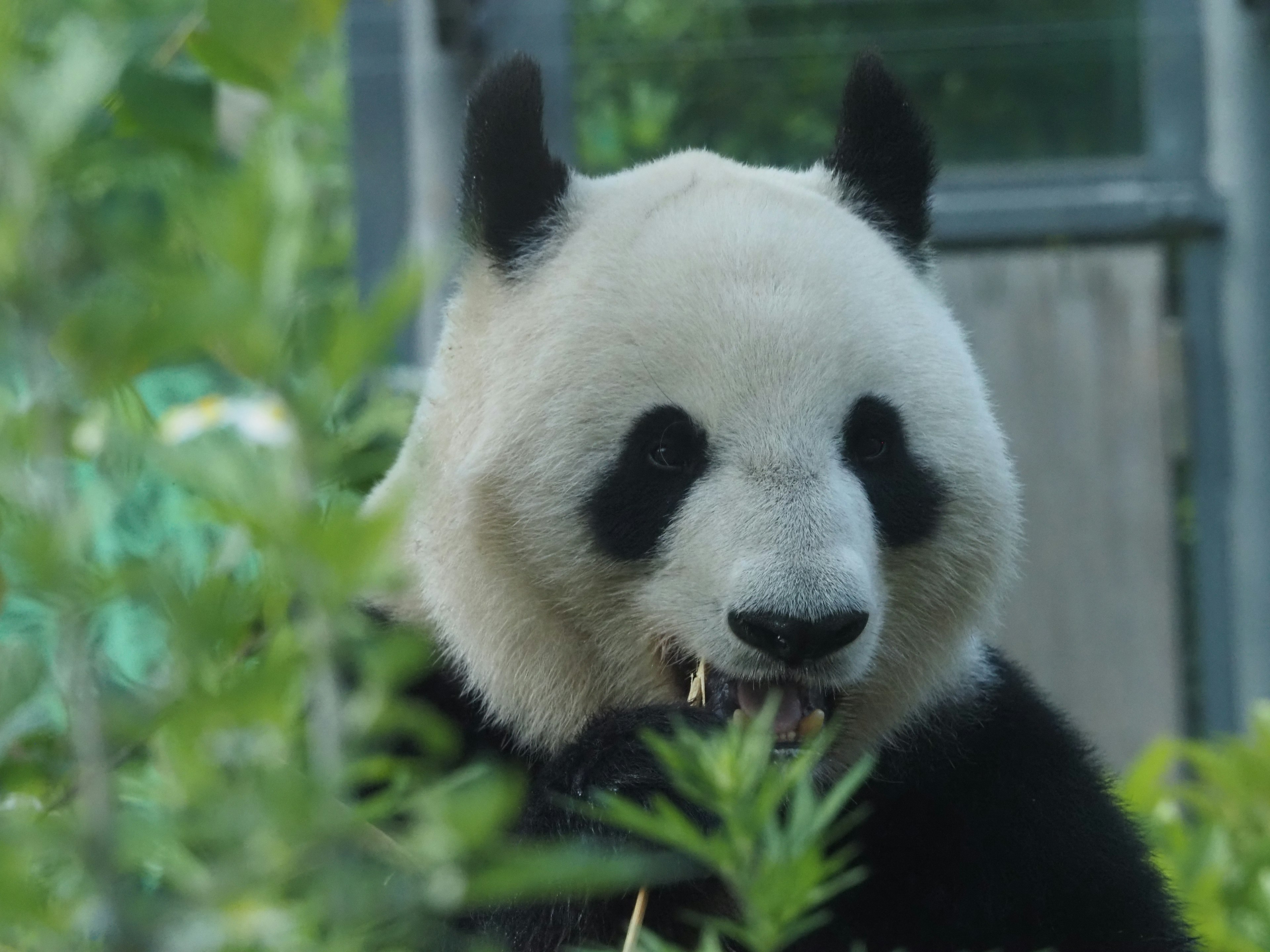 Nahaufnahme eines Pandas, der Bambus frisst