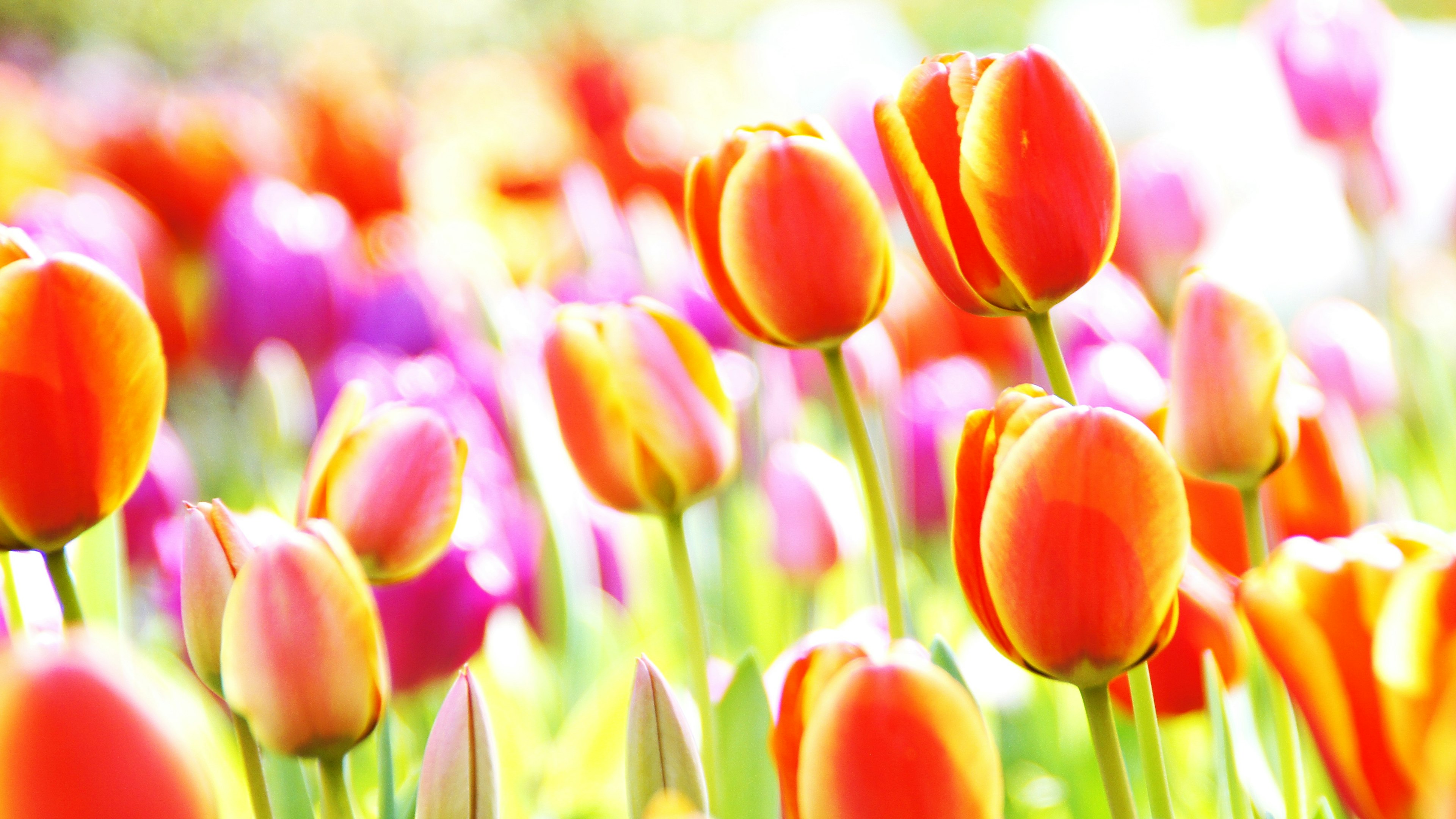 Bunte Tulpen blühen in einem lebhaften Blumengarten