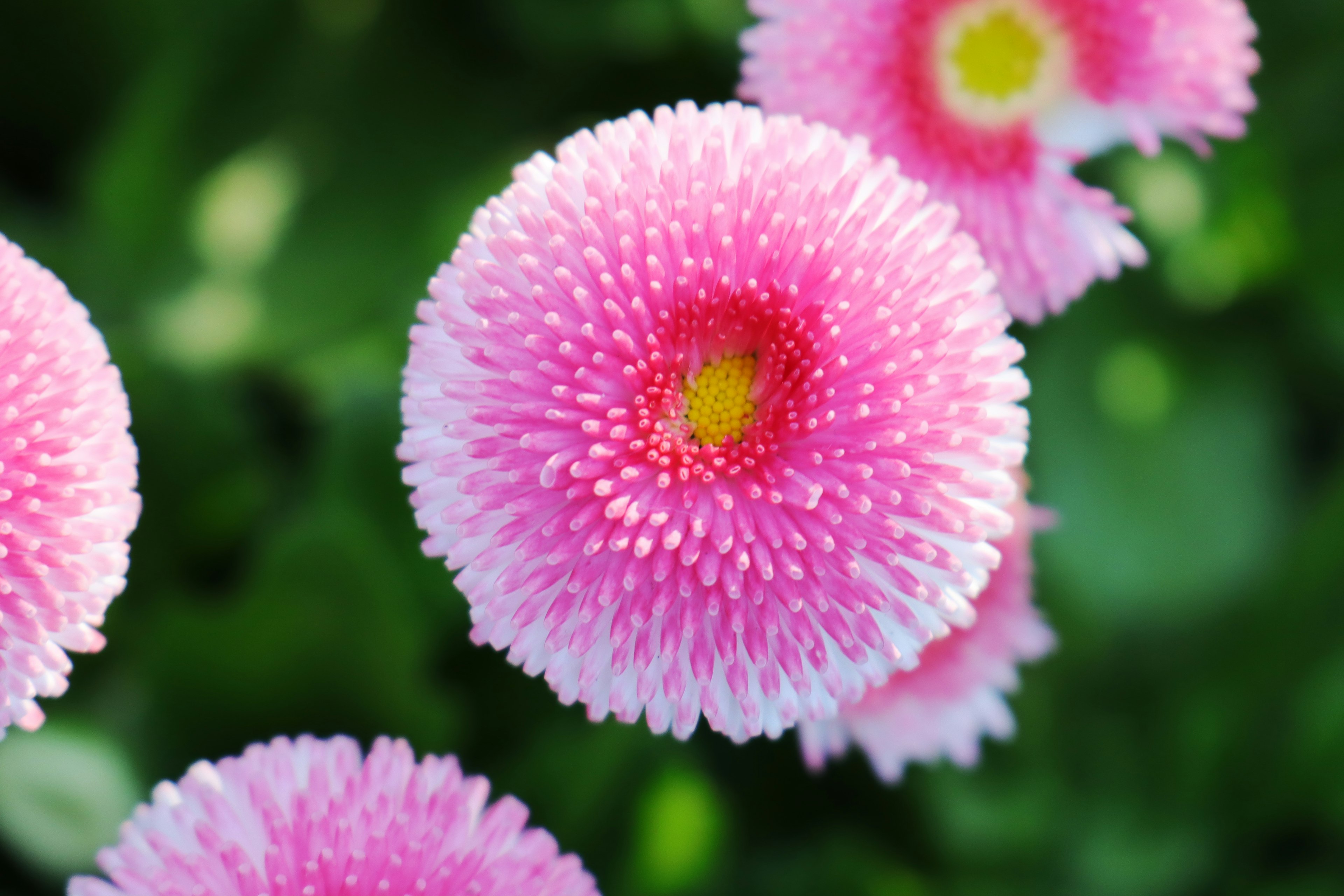 Zarte rosa Blumen blühen zwischen grünen Blättern