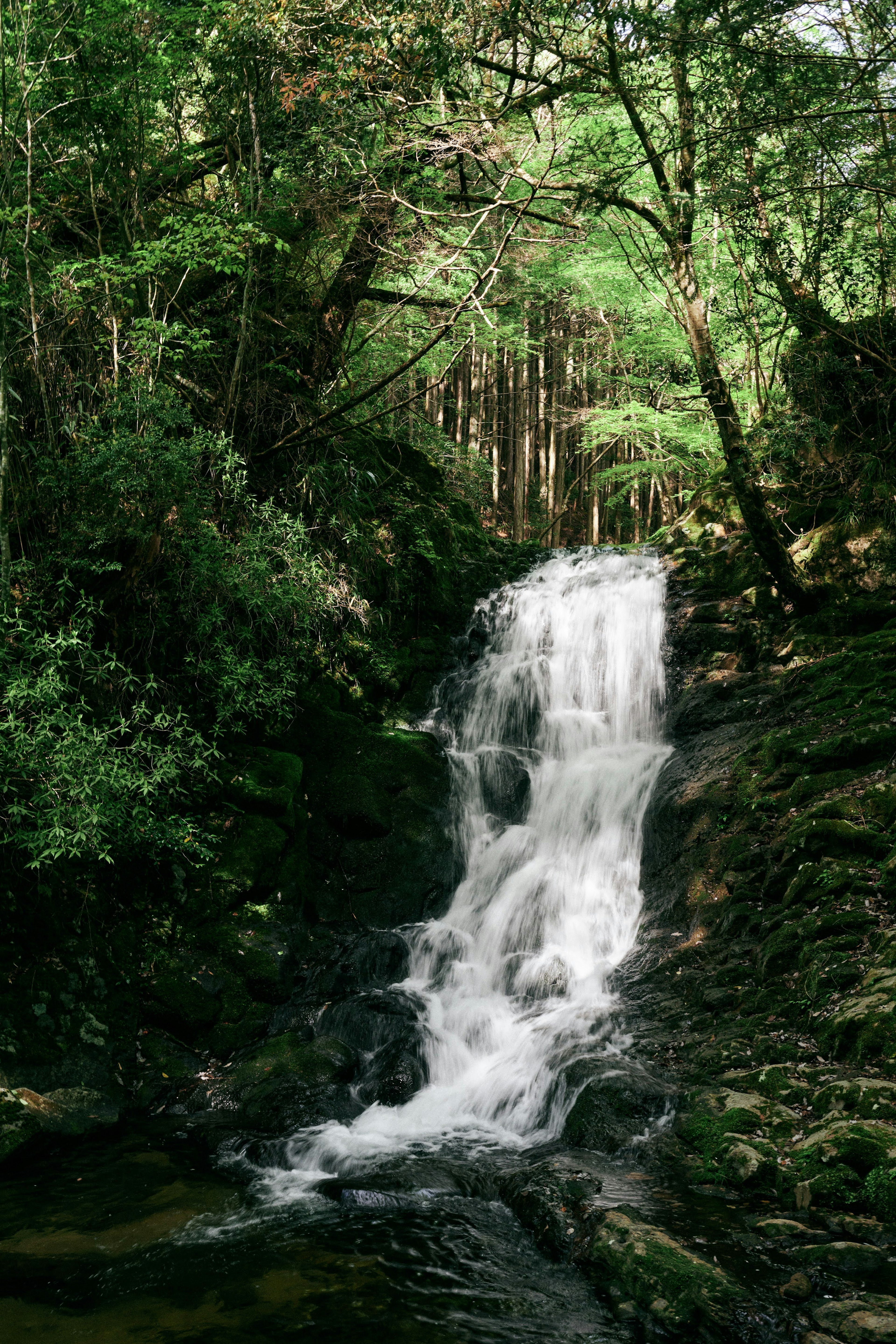 Ein kleiner Wasserfall, der durch üppige grüne Bäume in einer natürlichen Umgebung fließt