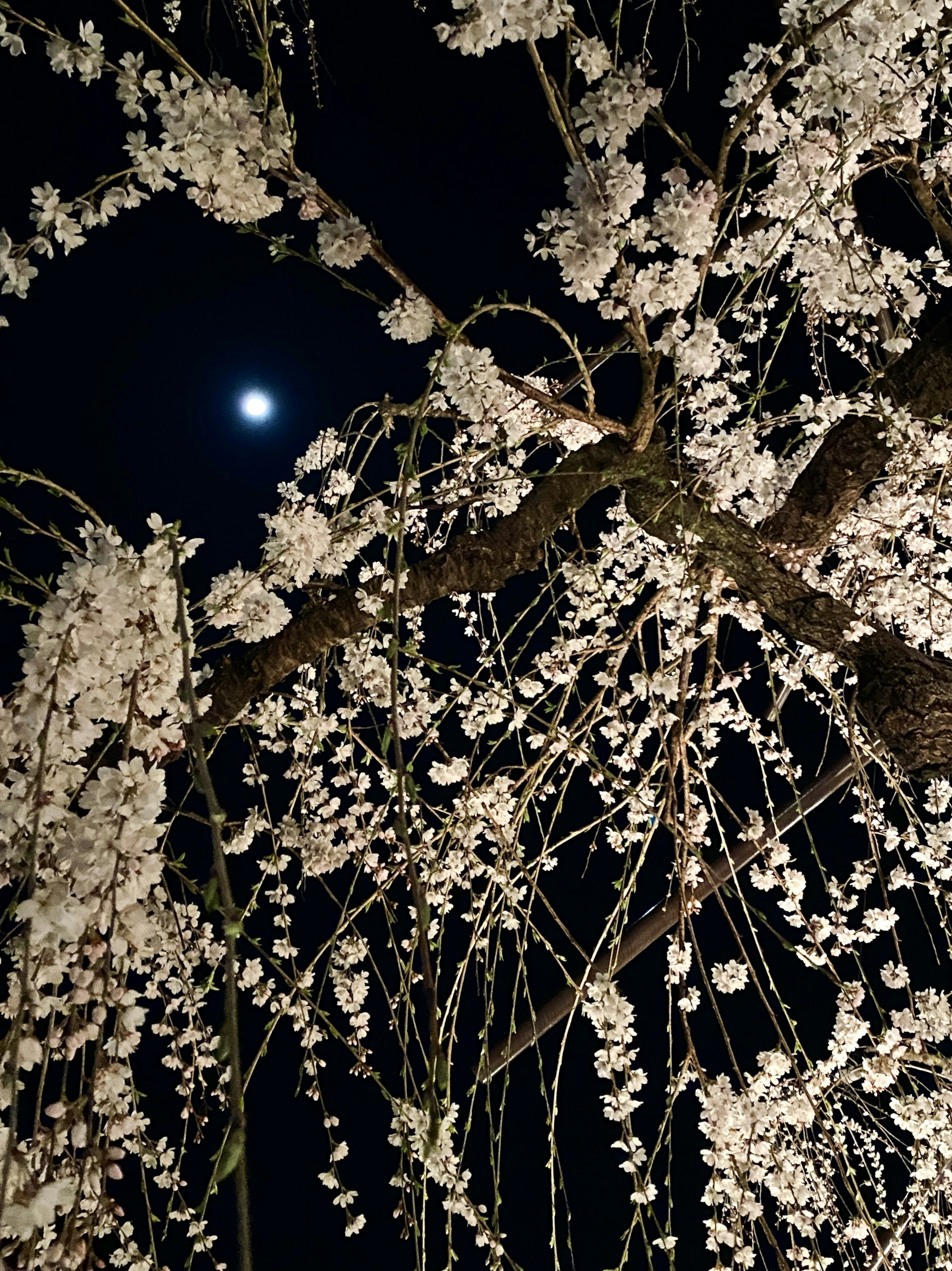 Rami di ciliegi in fiore illuminati di notte con una luna visibile