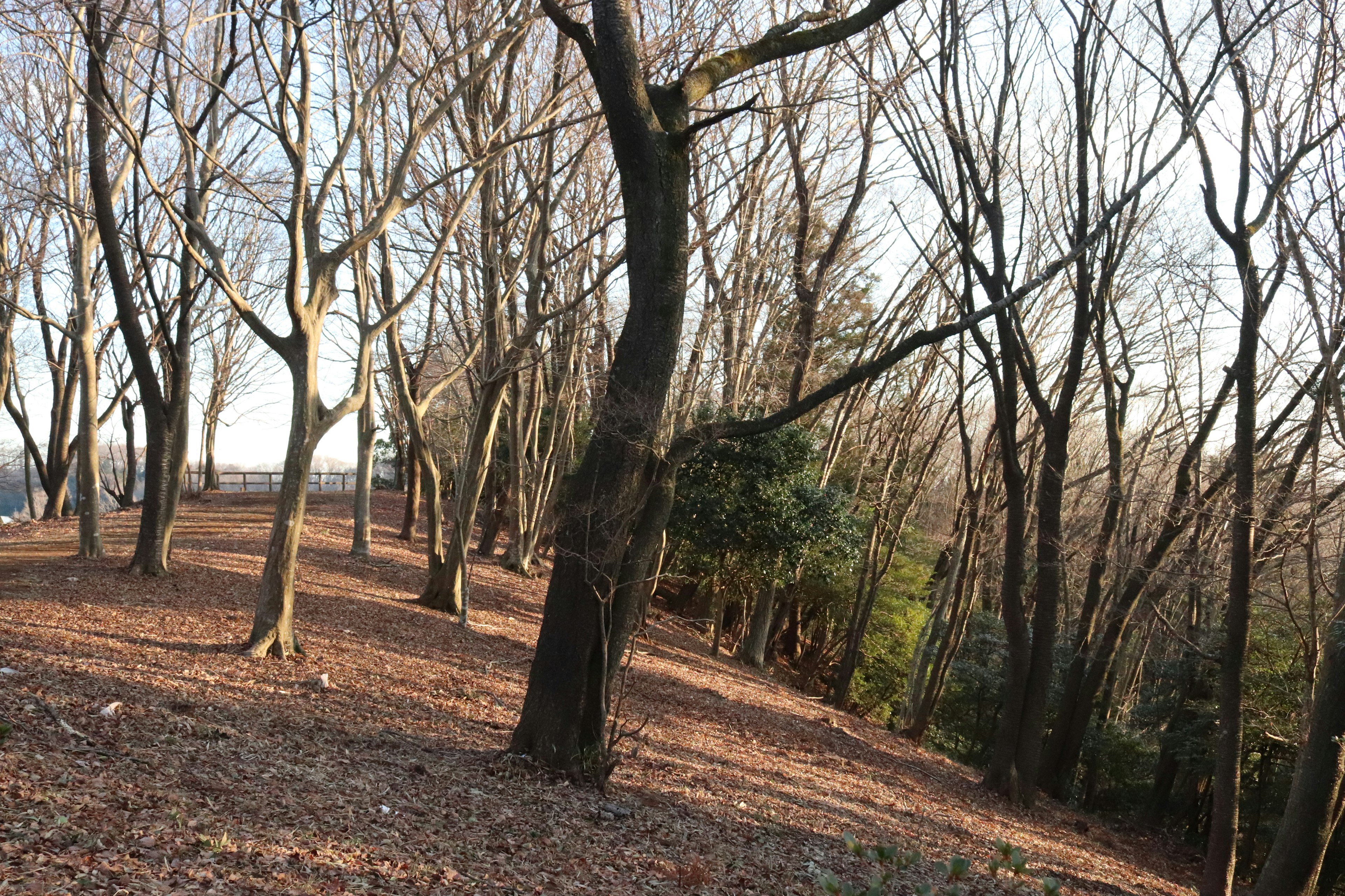 Paesaggio invernale con alberi spogli e foglie cadute