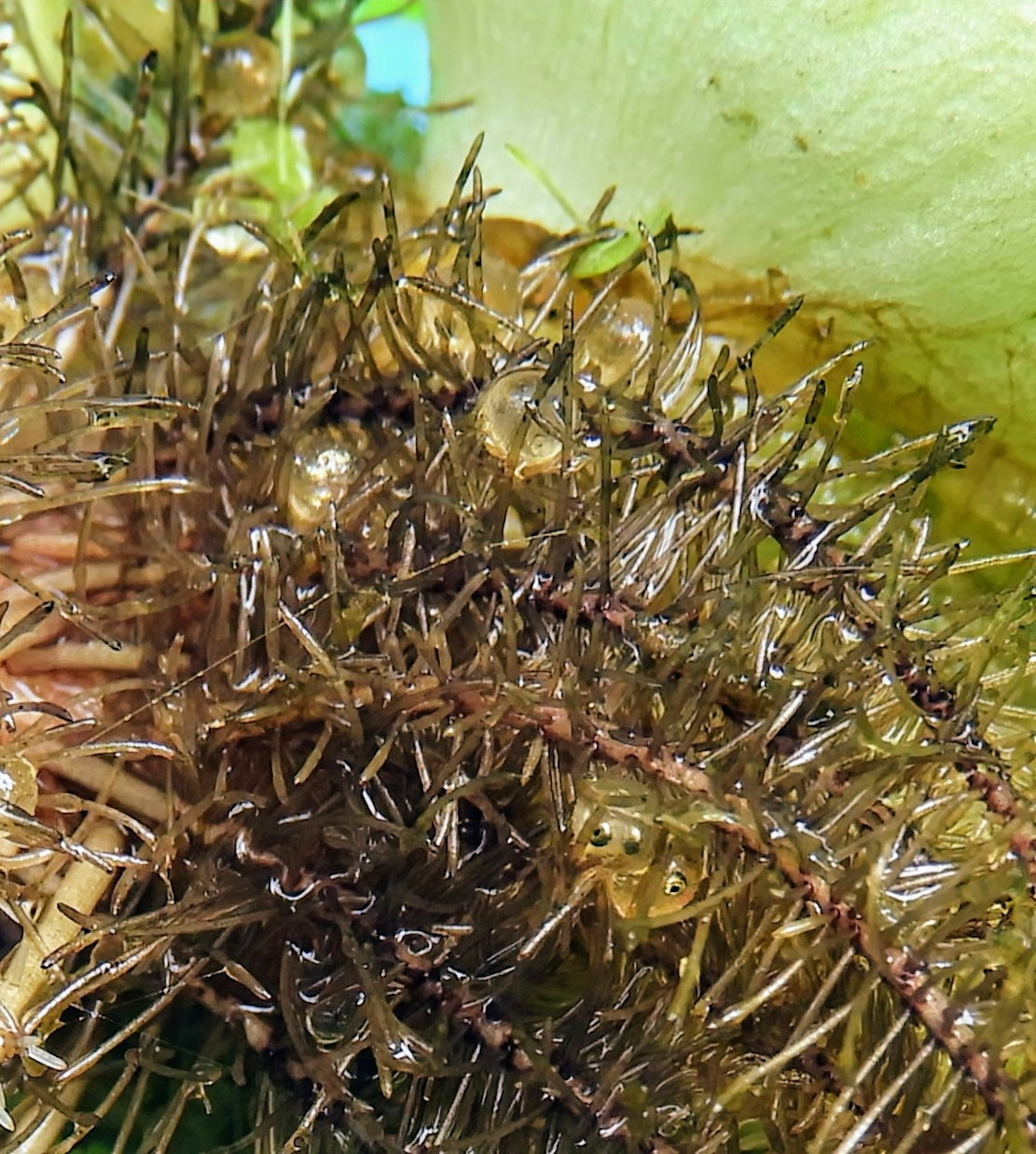 Close-up of a spiky textured fruit