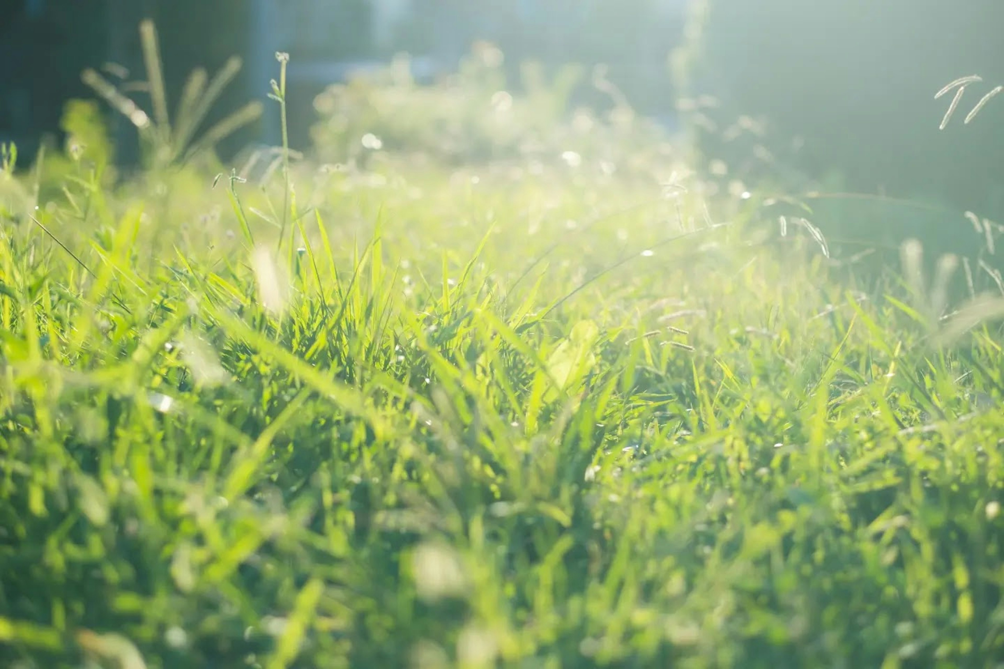 緑の草が生い茂る風景の写真