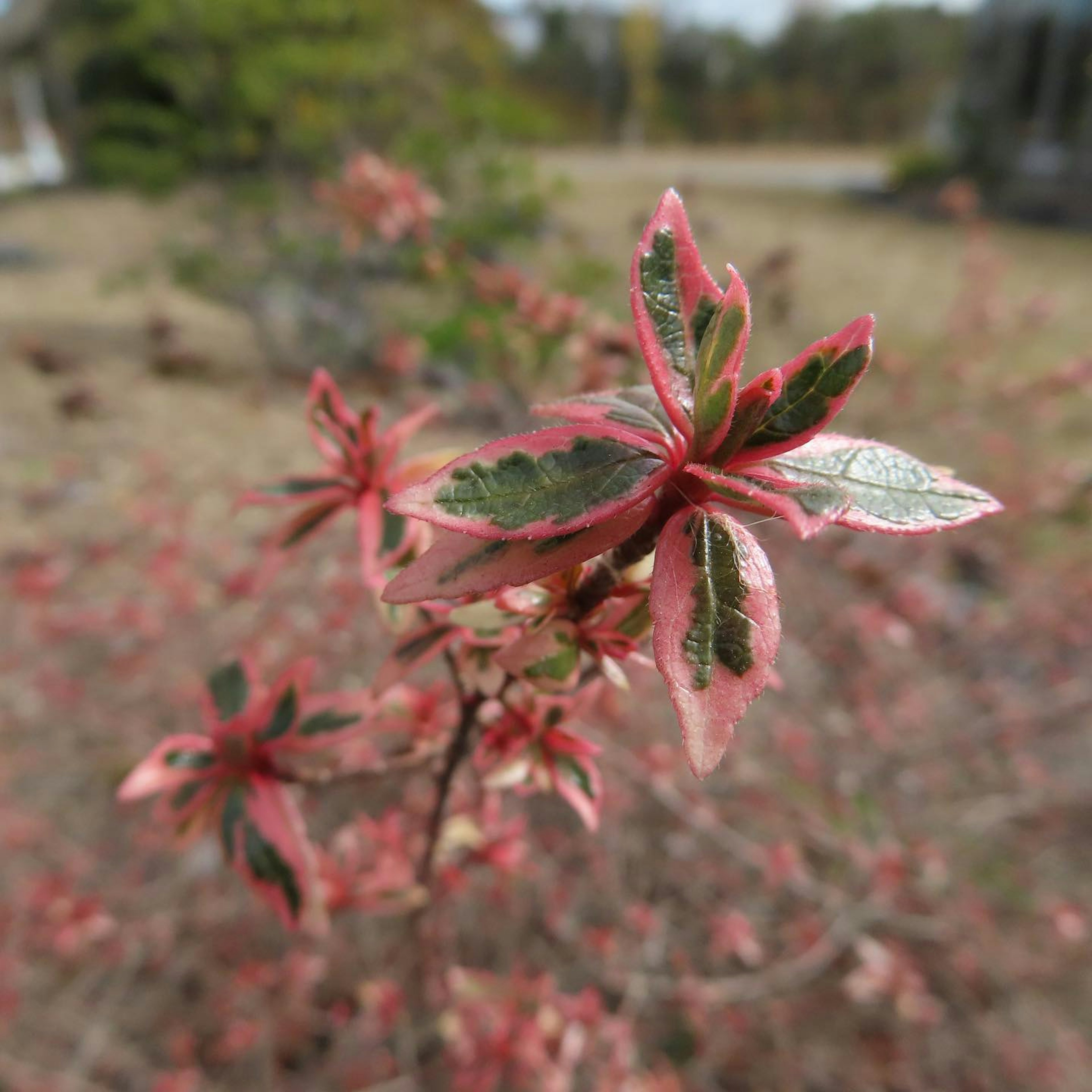 红色和绿色叶子的植物特写