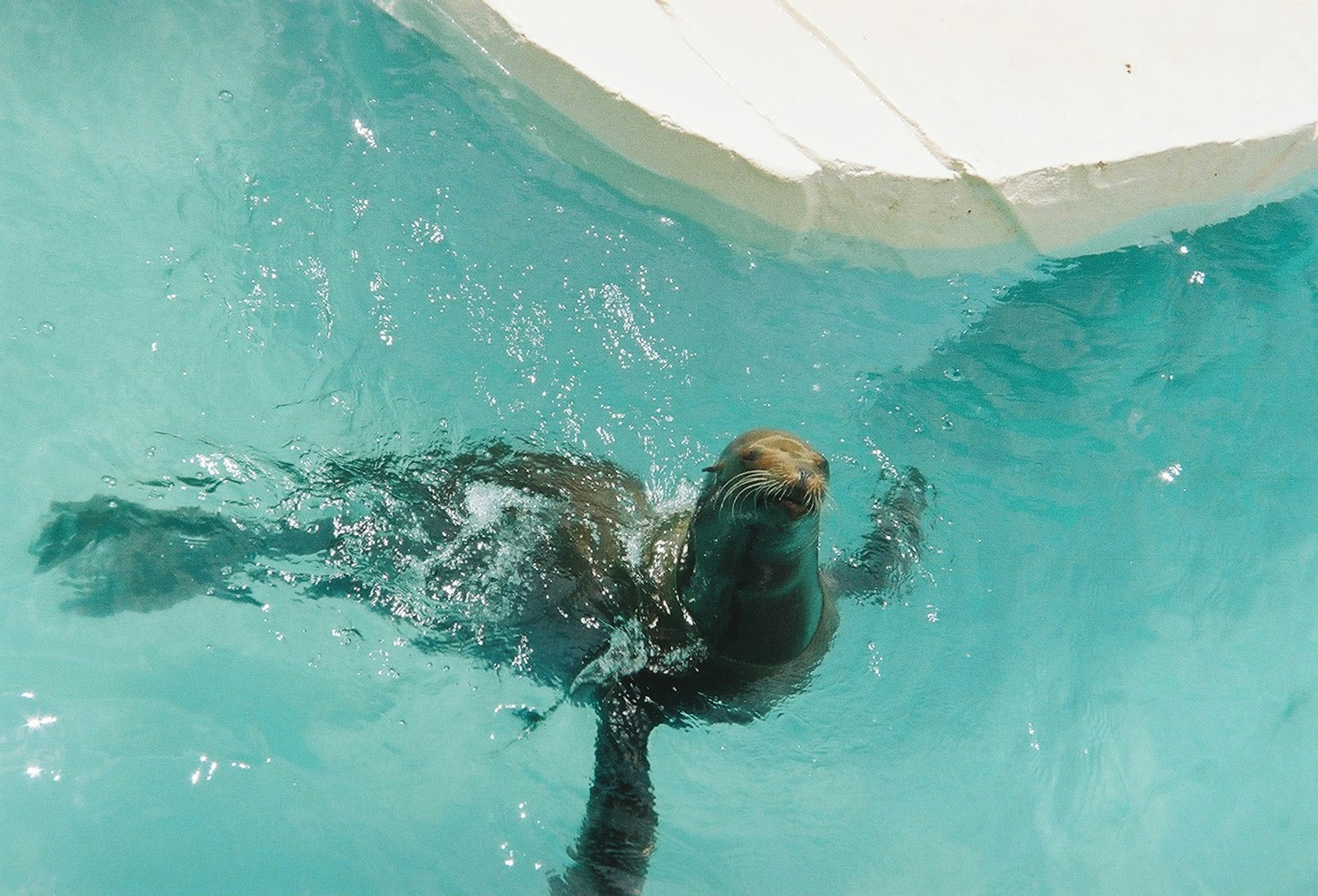 A seal swimming in clear blue water with a white edge